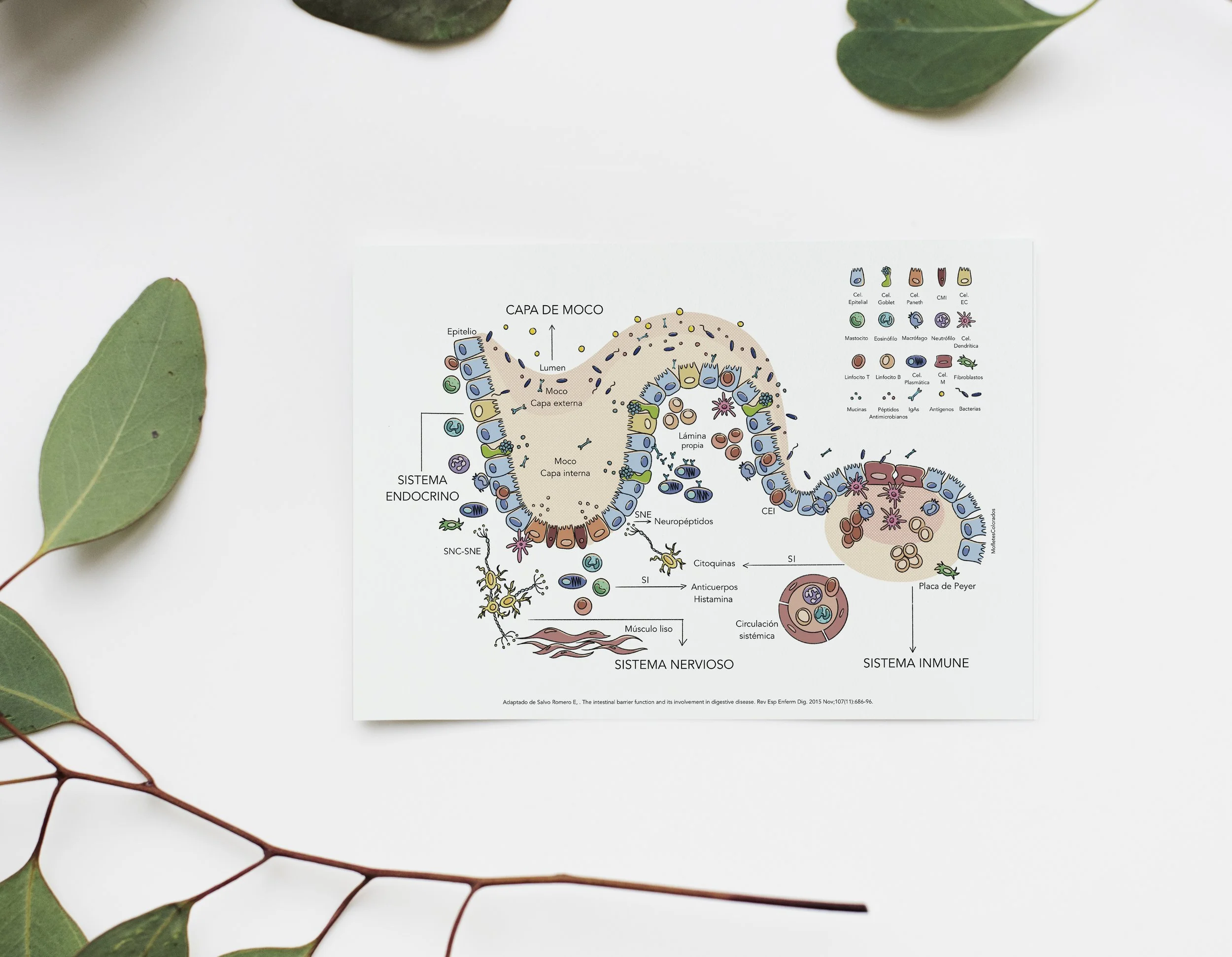 Ilustraciones médicas