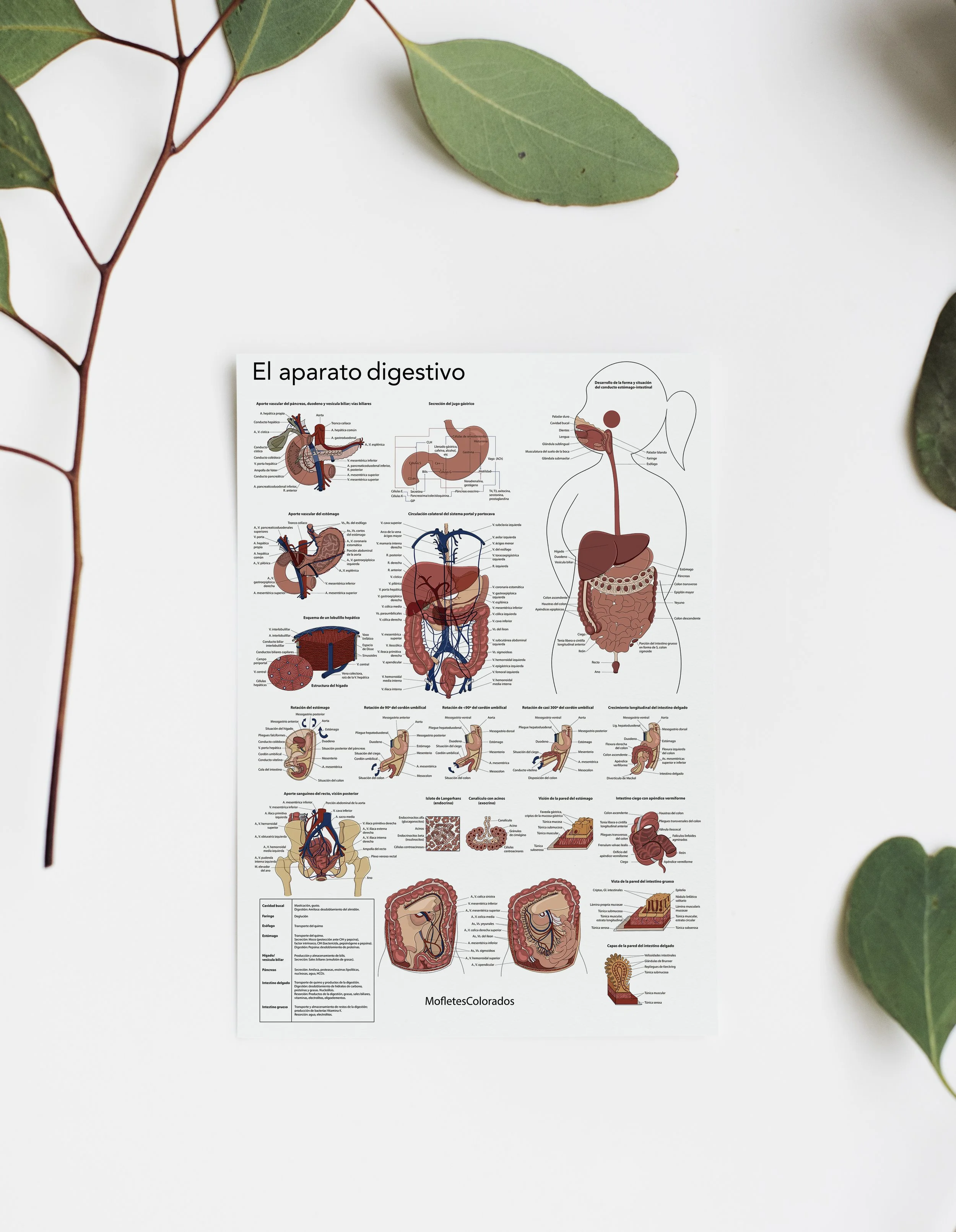 Póster ilustrado del aparato digestivo en español, con diagramas y etiquetas de las diferentes partes del sistema digestivo.