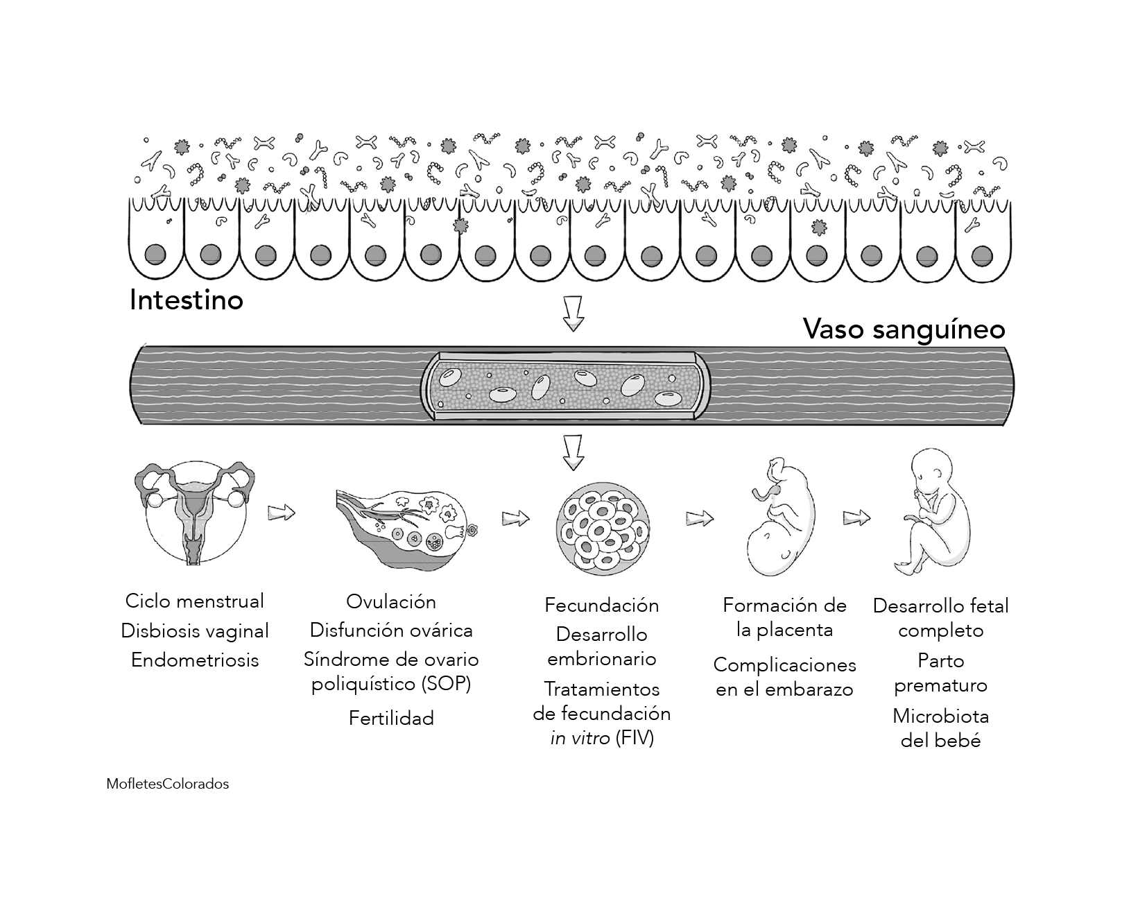 Capítulo 6 Figura 1.png