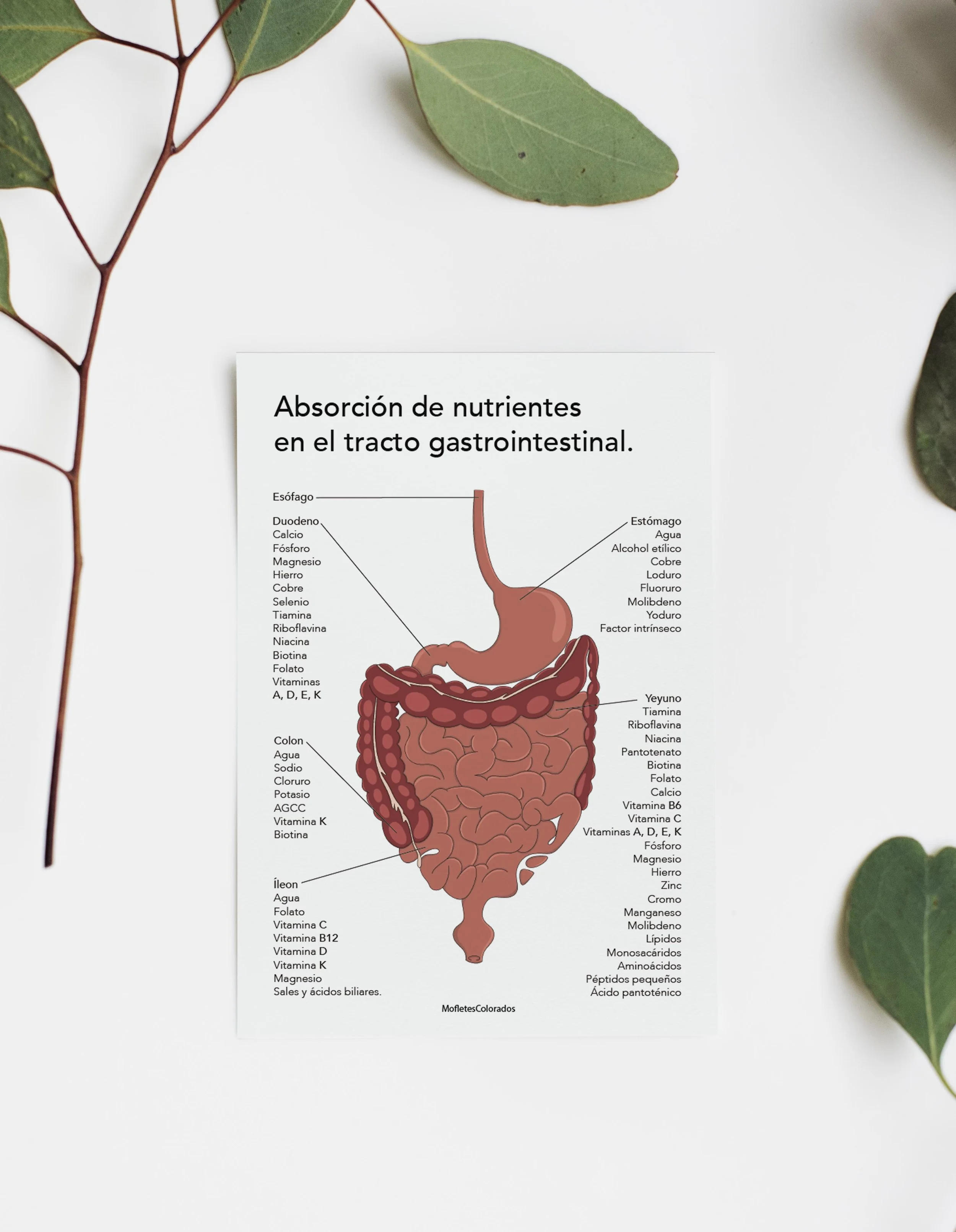 mock up absorcion de nutrientes.jpg