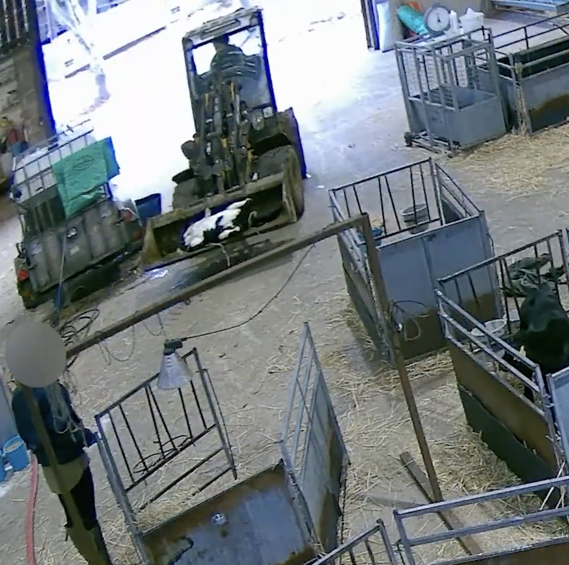 A person operating a forklift on a farm, with metal carts and straw on the ground.