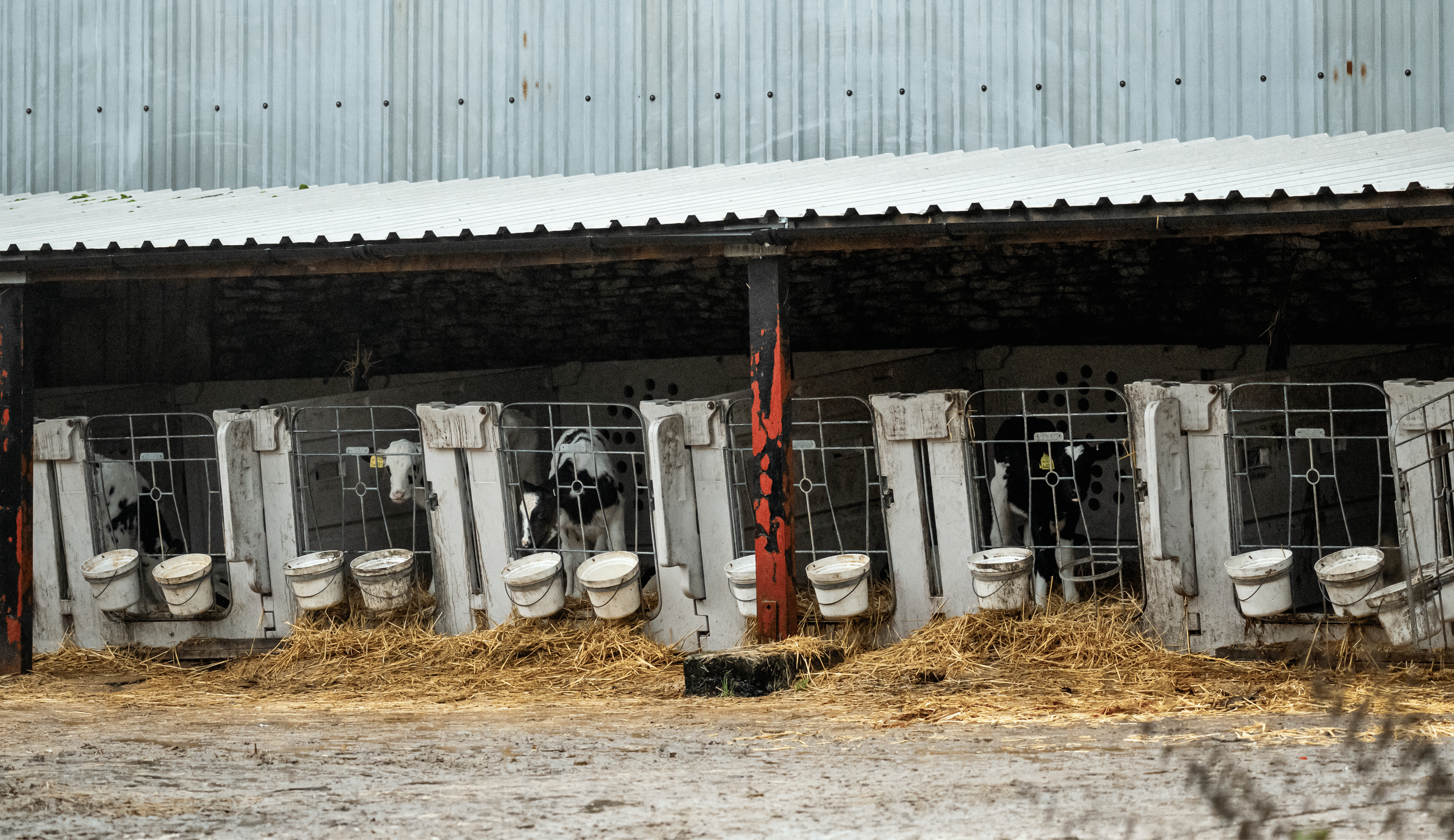 Inside a barn, several calves are in individual pens with white fences and water buckets. The barn has a corrugated metal roof and walls, with hay on the floor.