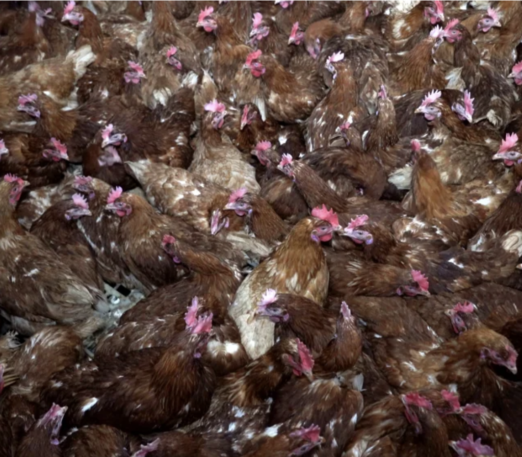 A large group of chickens densely packed together, most with reddish-brown feathers and pink combs.