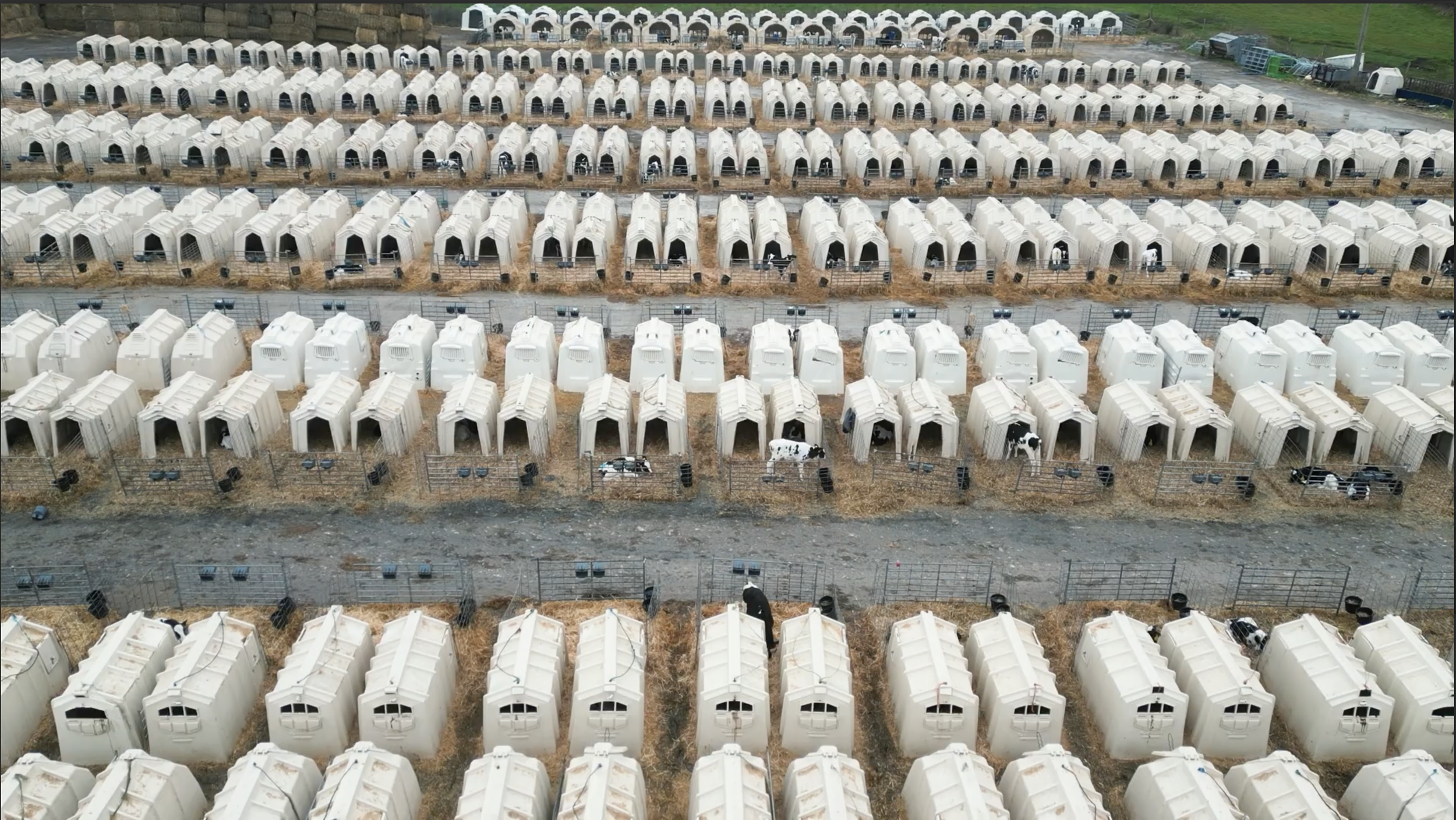 Aerial view of numerous white cattle shelters and outdoor pens with cows, arranged in a grid pattern on a farm or ranch.