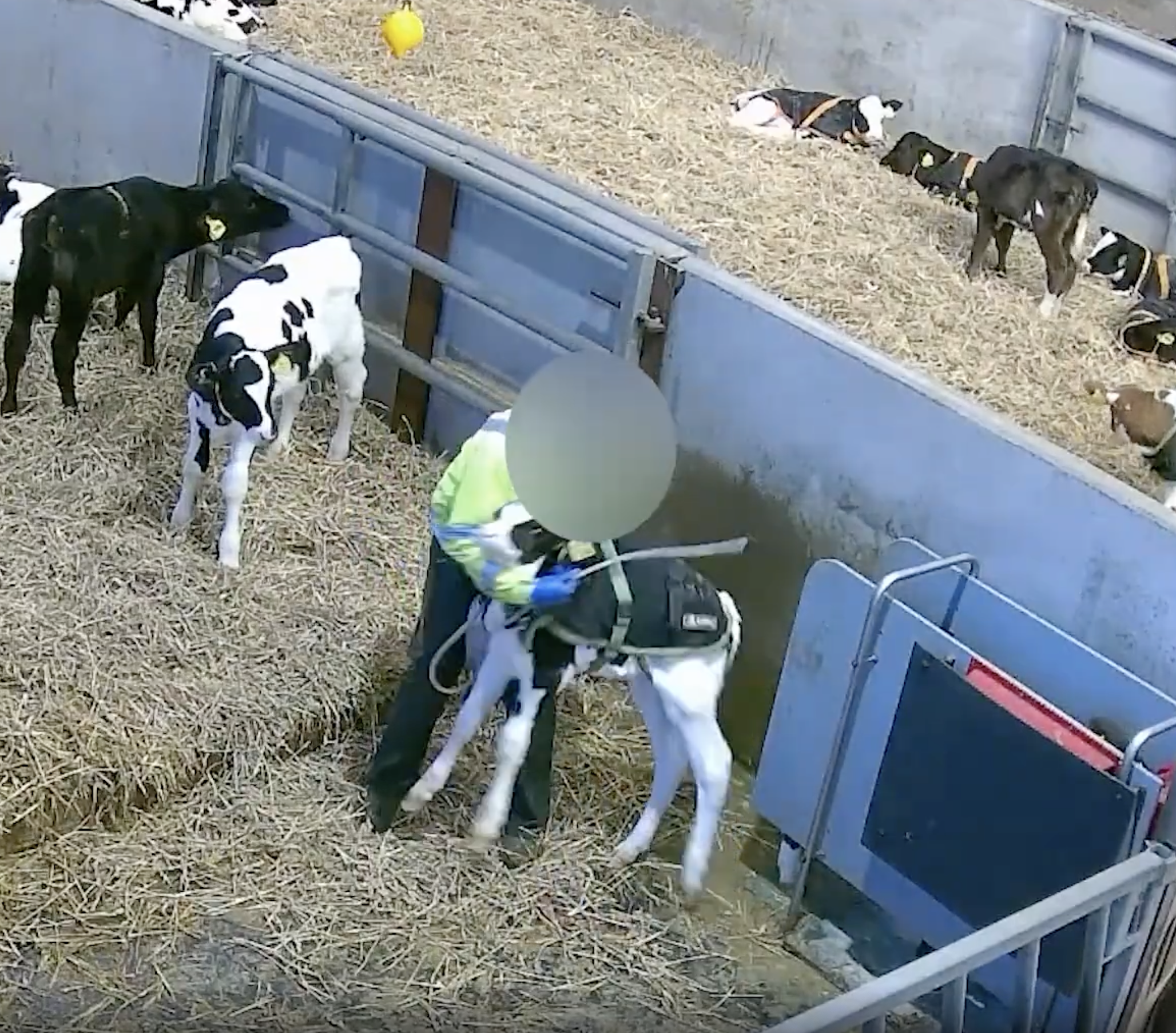 Several calves in a pen with straw bedding, some standing and some lying down, with a person in a green jacket and helmet tending to them.
