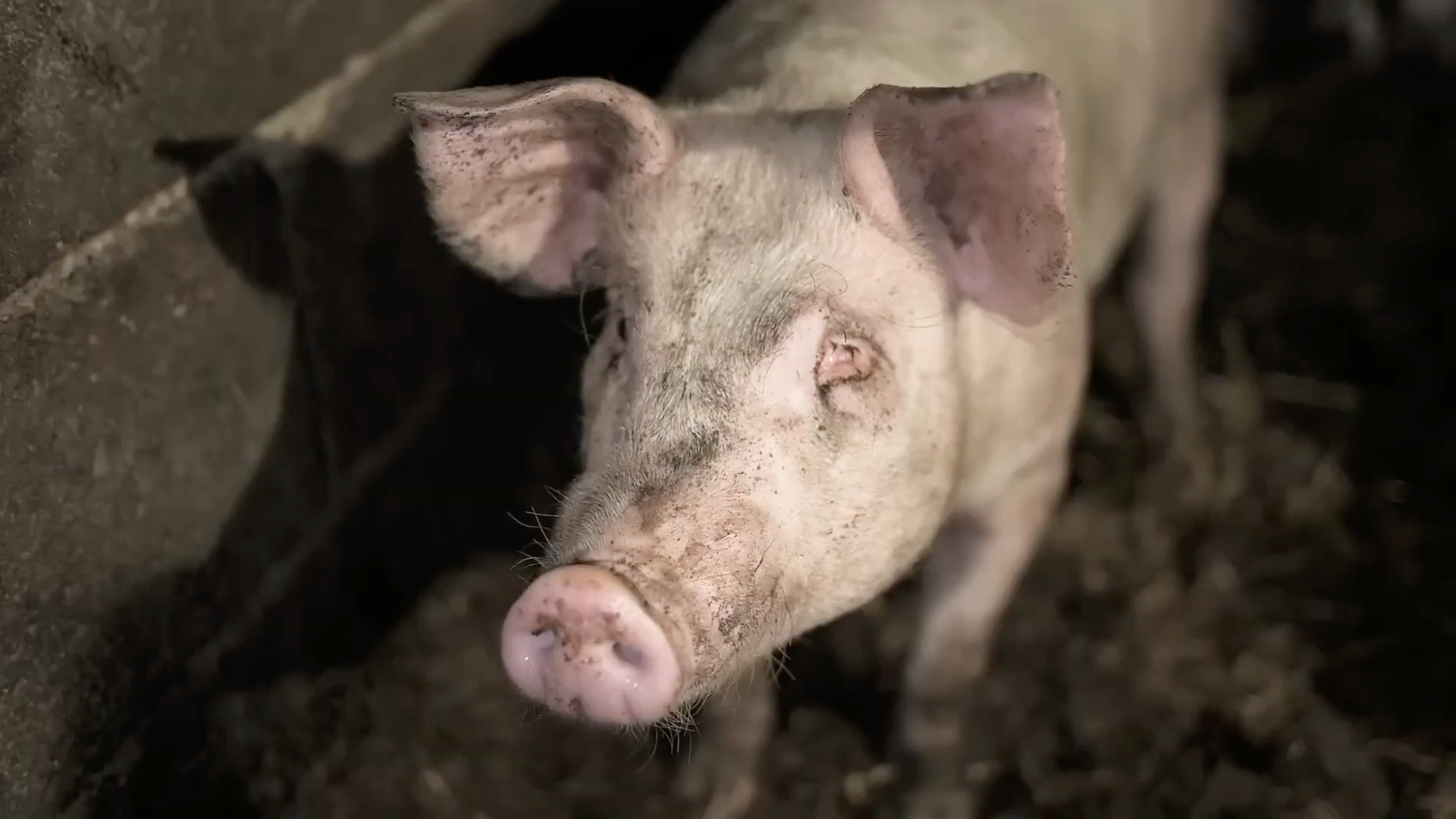 Young piglet lying on the ground with mud on their body and snout.