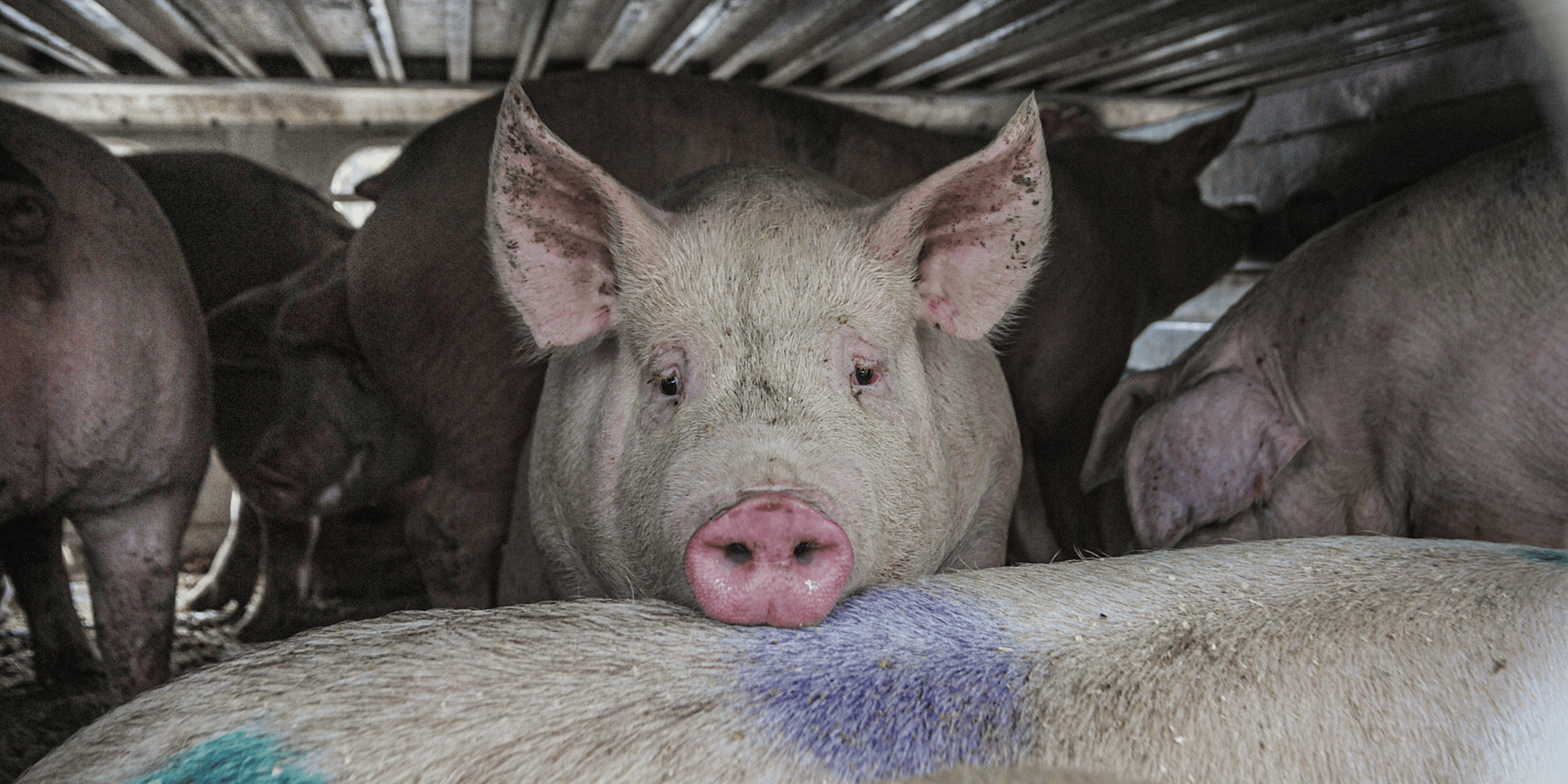 Several pigs are inside a wooden barn, with one pink pig looking directly at the camera and the others around them.