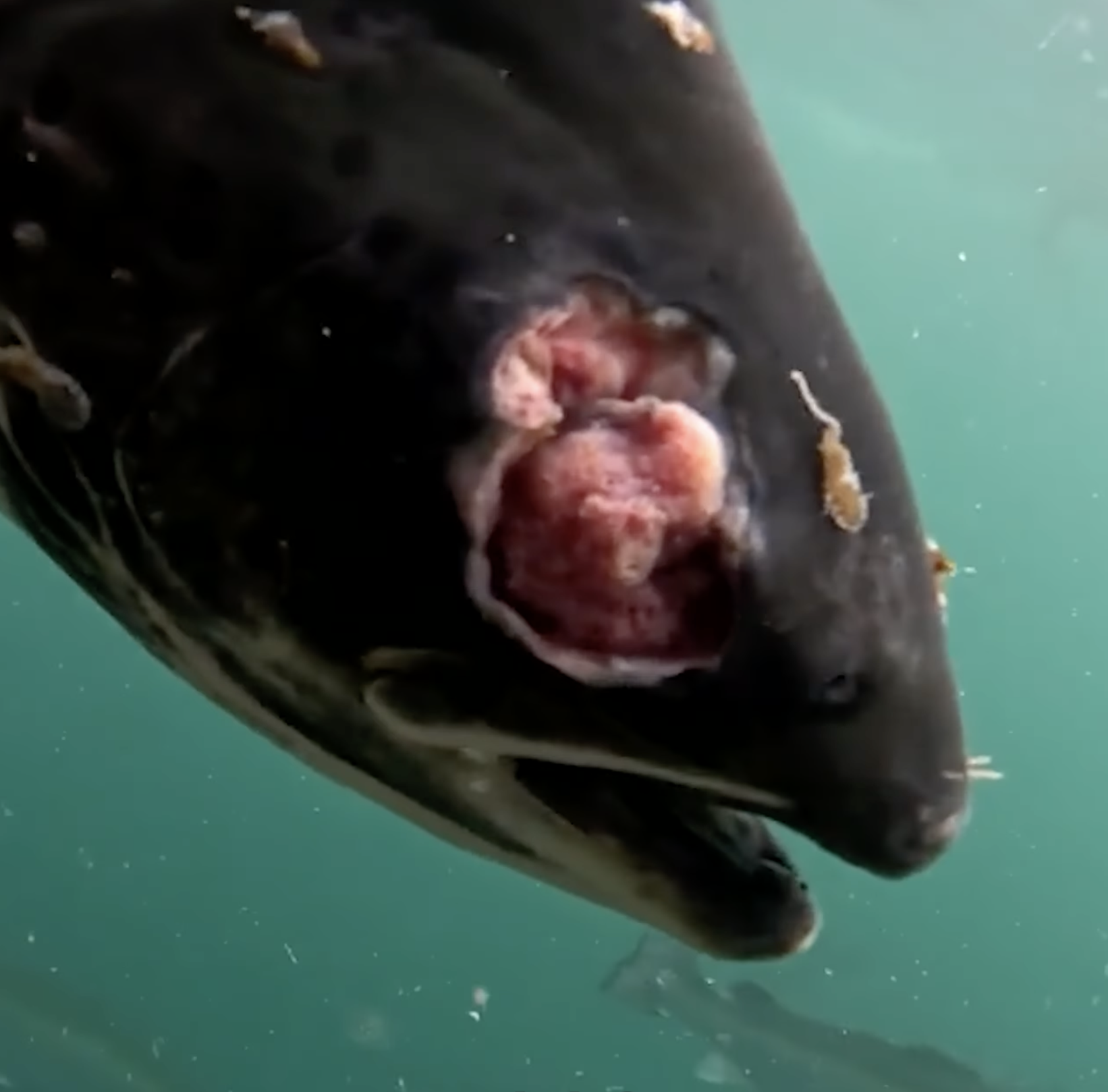 A close-up of a fish with its mouth open as they swim underwater.