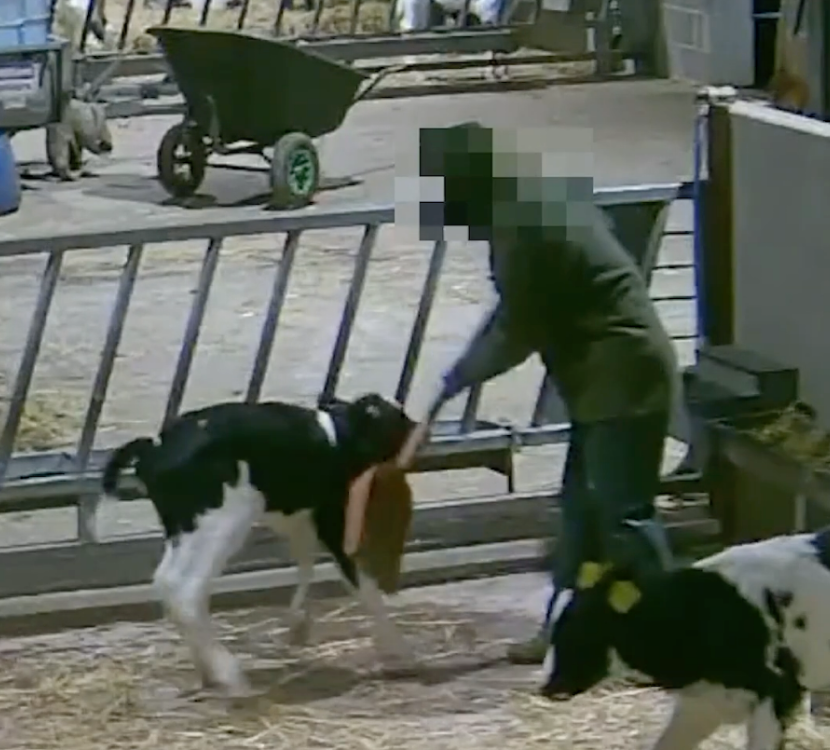 A person with their face pixelated bending over to strike a calf at a farm, with a cow in the foreground and a cart in the background.