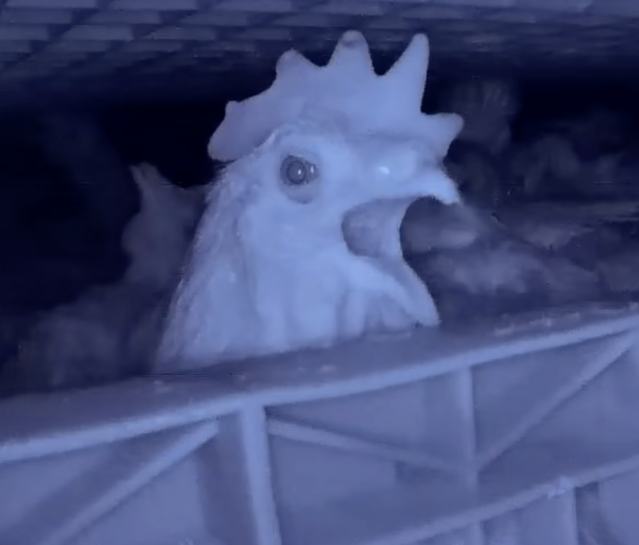 Close-up of a farmed chicken