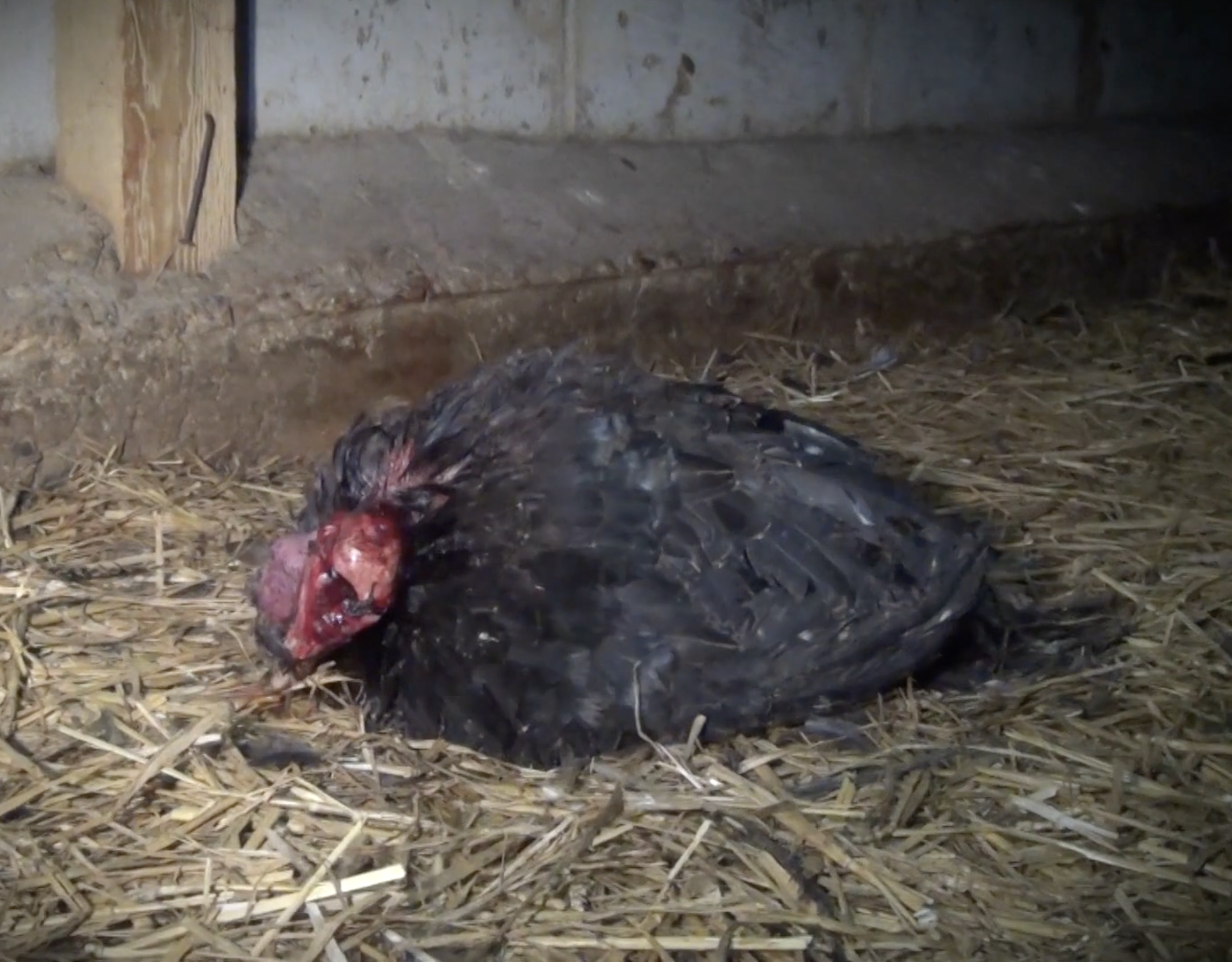 Dead bird lying on a bed of straw in front of a concrete wall inside a barn or similar structure.