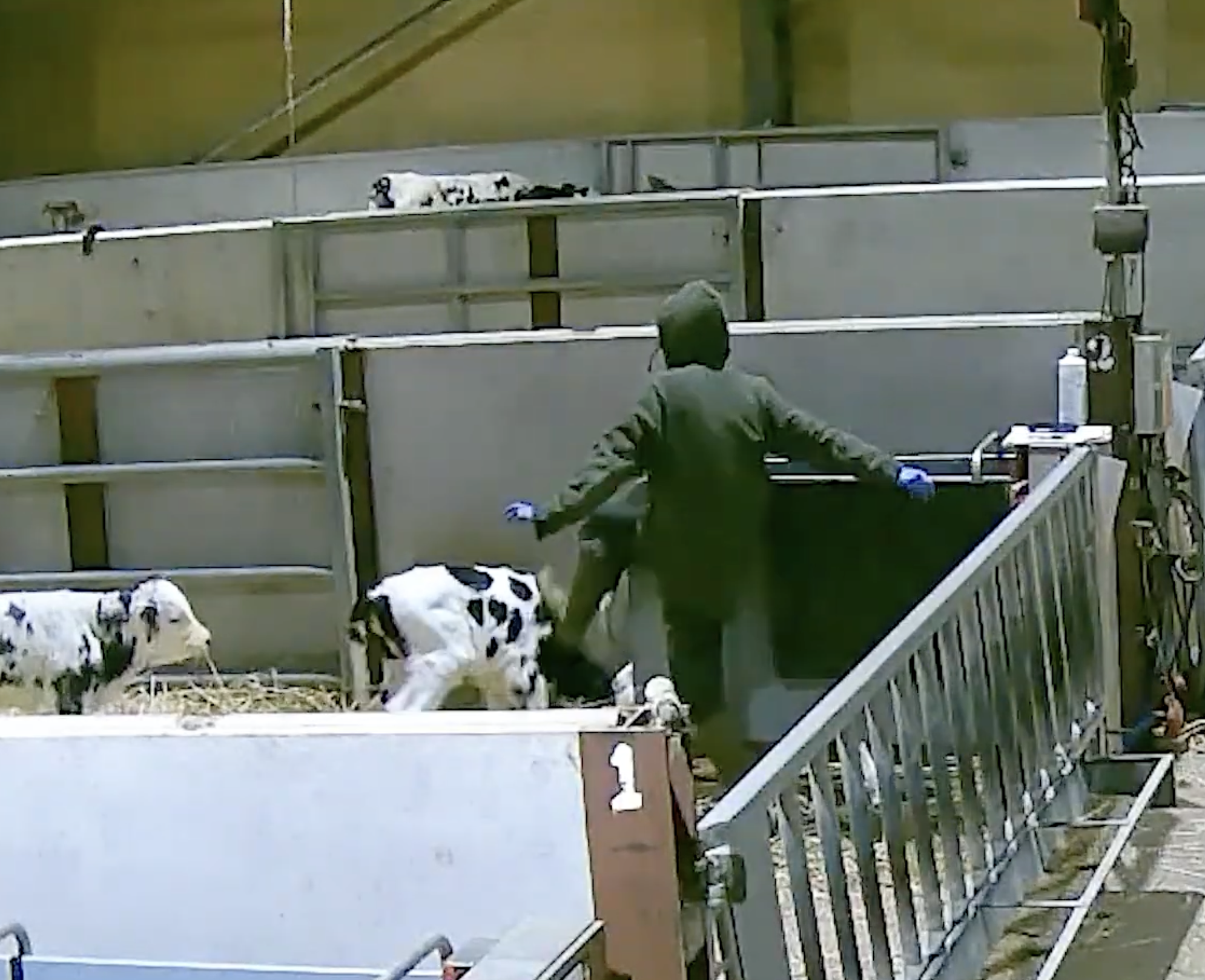 A veterinarian or animal handler in a green hoodie and gloves with calves. The calves are in a pen with bedding, and some are lying on the ground while one is sitting near the person.