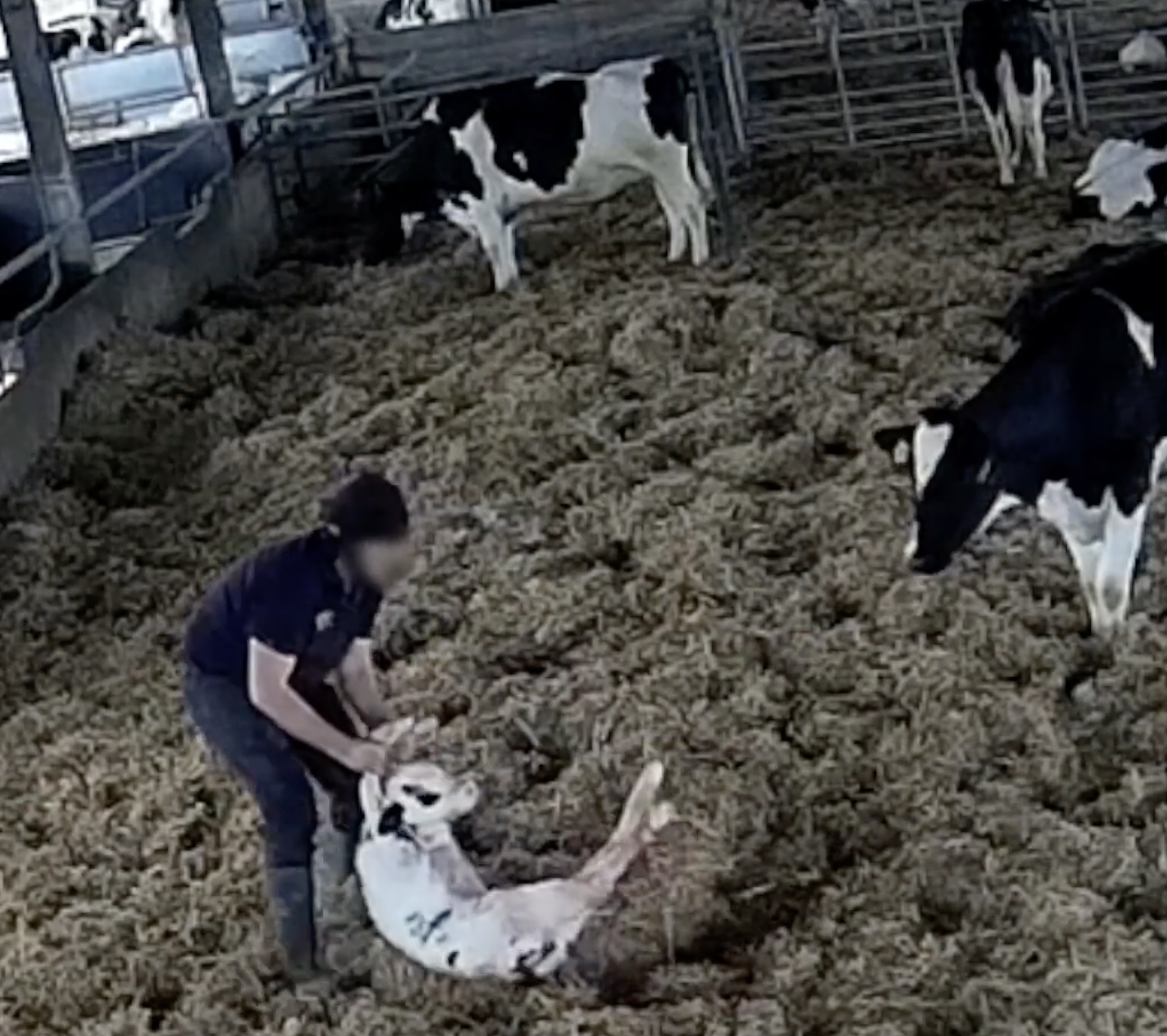A calf is dragged by a farm wroker