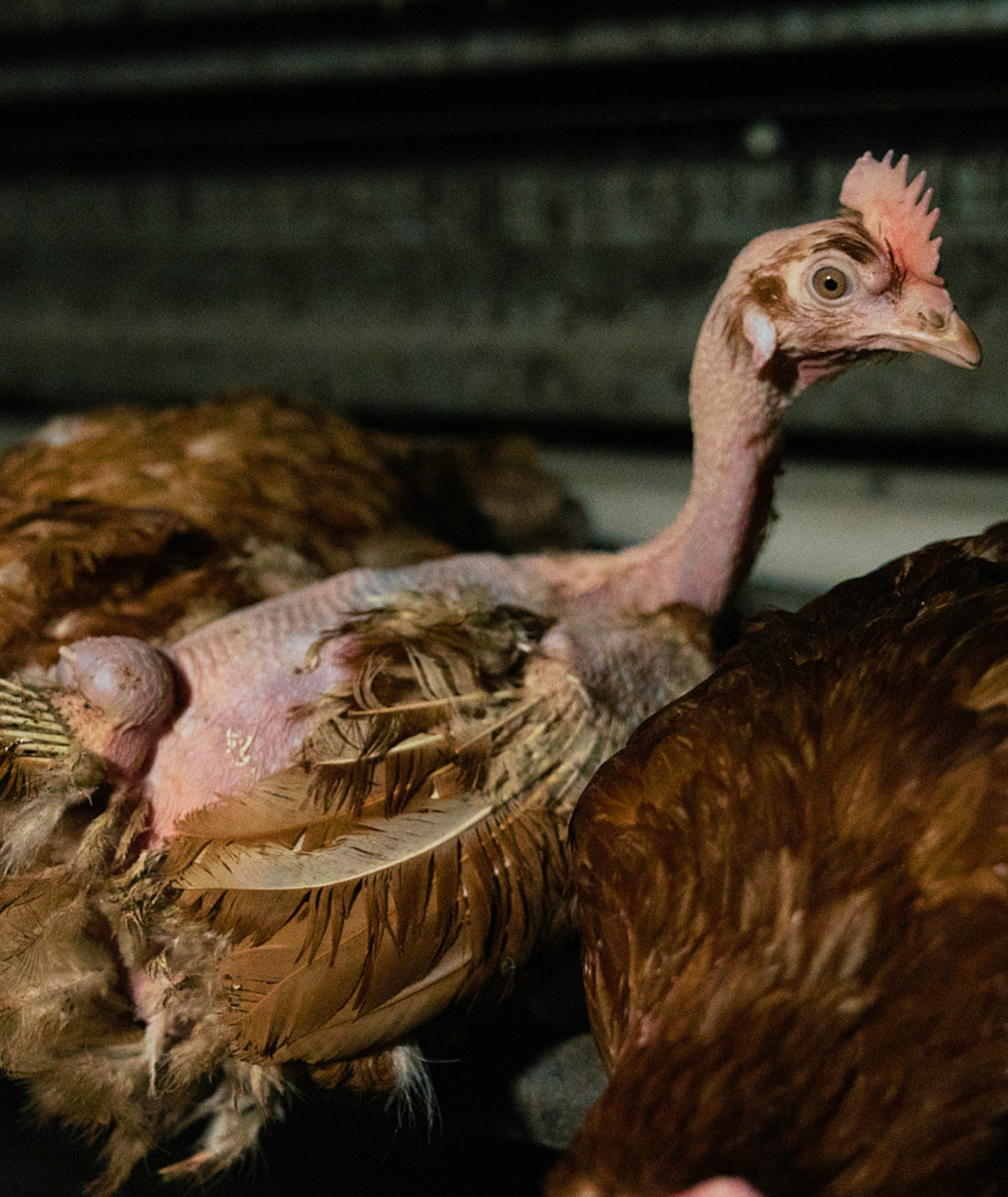 Close-up of a factory farmed chicken's head, showing their comb, eye, and beak, with feathers and body partially visible.