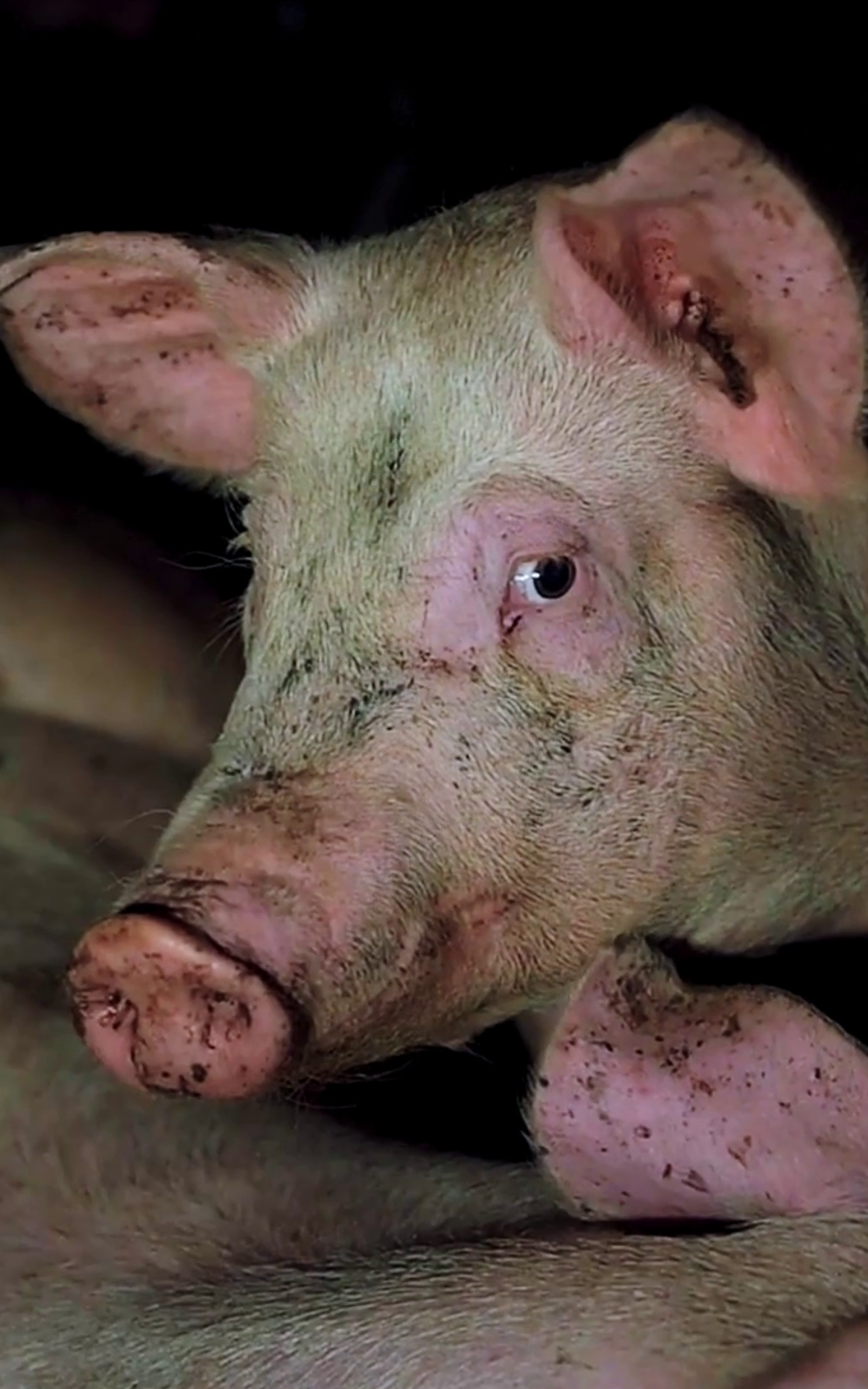 Close-up of a pig's face and snout, with pink skin and some dirt.