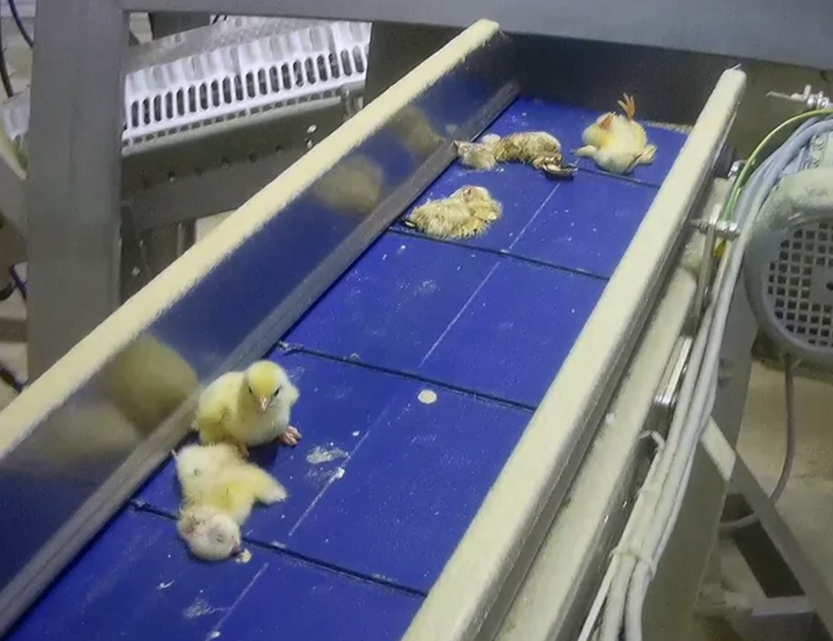 Chicks on a blue conveyor belt in a chicken processing plant.