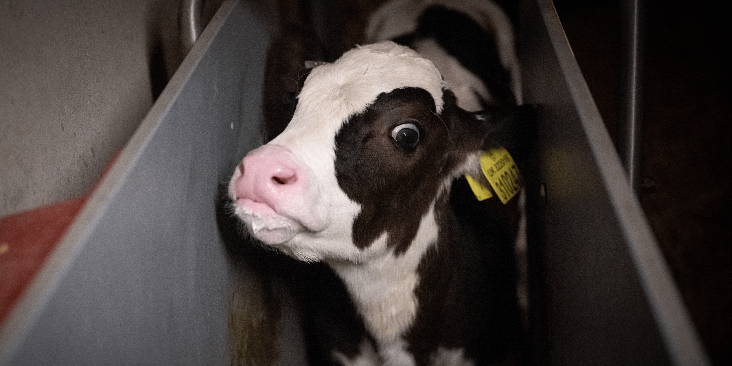 A black and white calf with a pink nose and large eyes, standing in a narrow feeding stall.