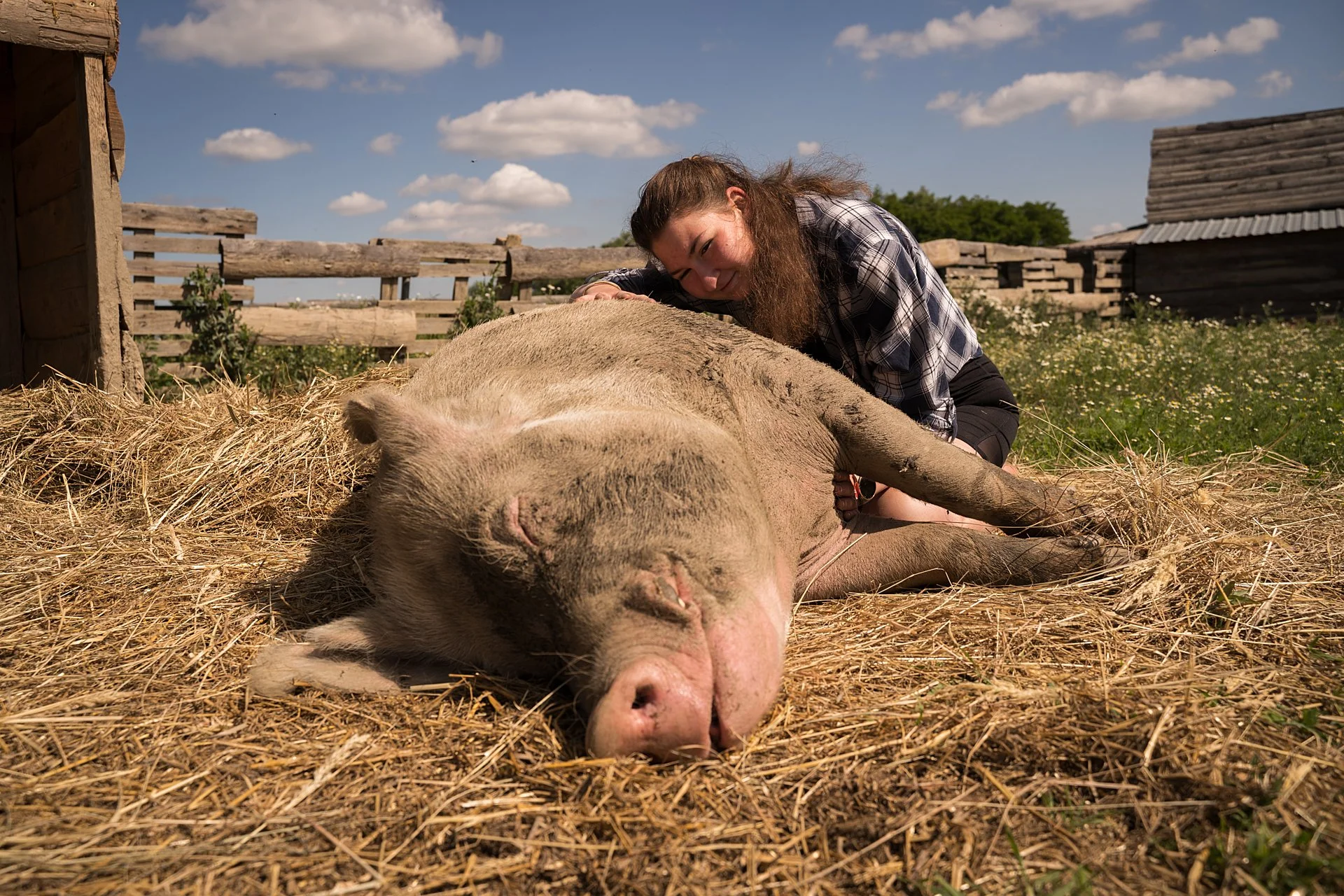 A woman with long brown hair lying next to a large, pink pig resting on a bed of straw outdoors on a farm, with wooden structures and a blue sky with clouds in the background.