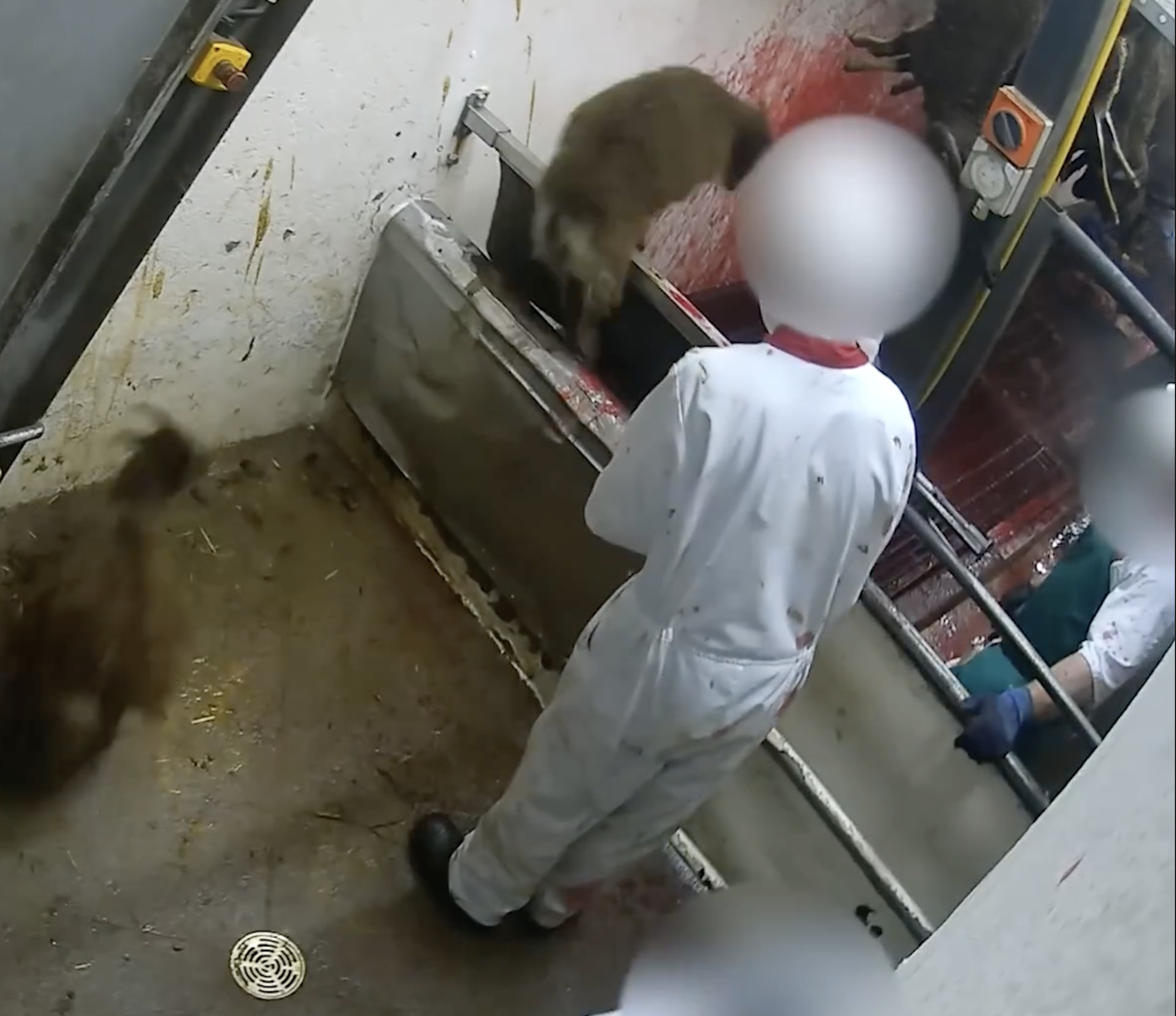A person in white clothes and a black cap working in a slaughterhouse, butchering an animal on a stainless steel table with blood on the surface.
