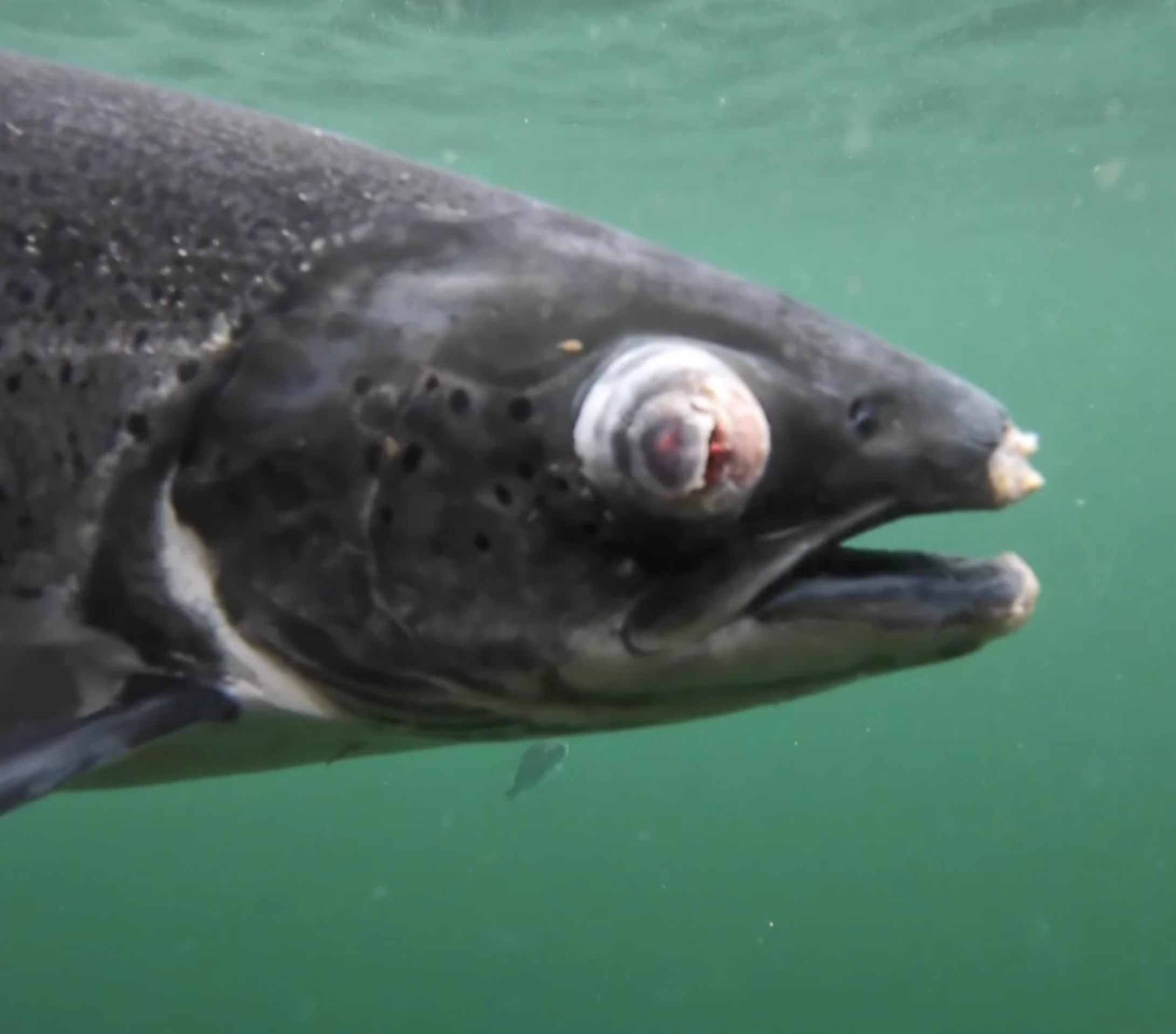 Close-up of a fish underwater near the surface, with their mouth visible, in a green aquatic environment.