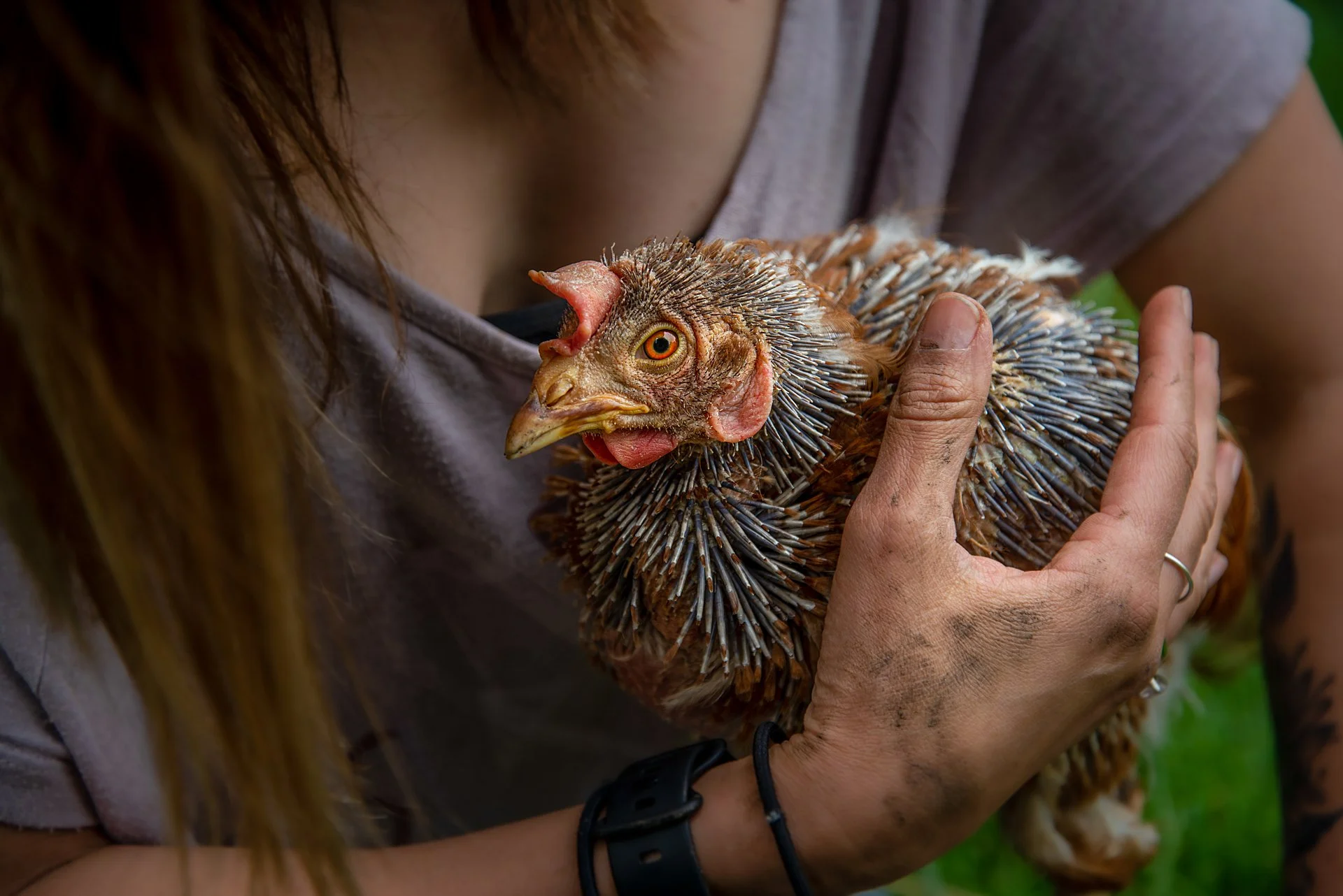 Person holding a chicken with spiky feathers and bright yellow eyes.