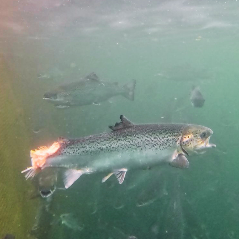 Underwater photo of a rainbow trout with a hook in their mouth, swimming among other fish in greenish water.