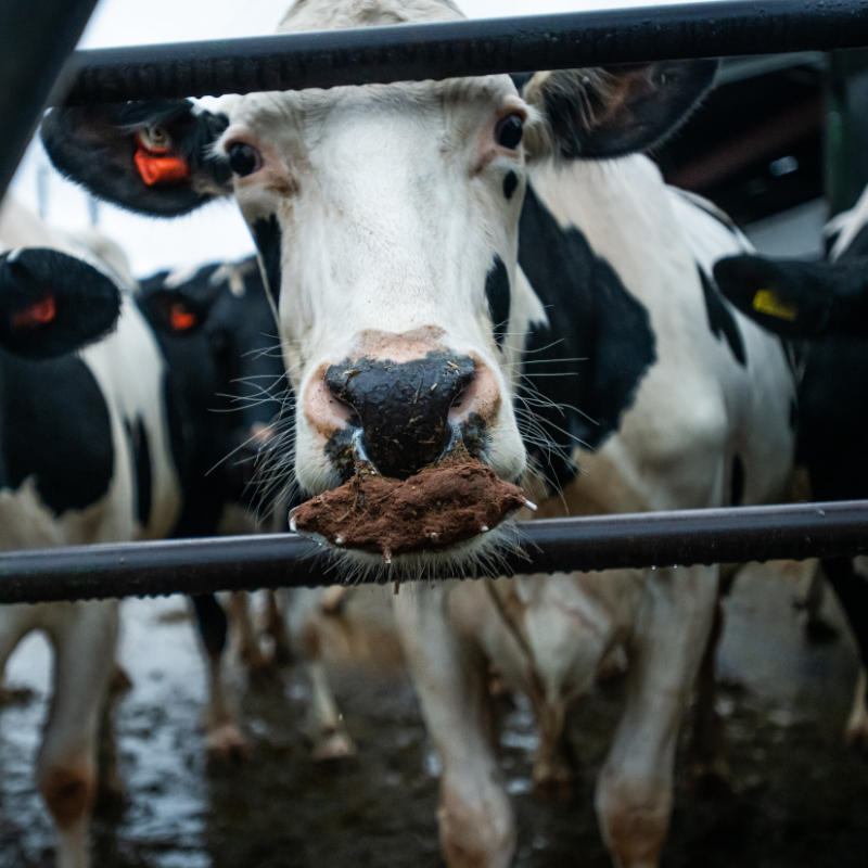 Close-up of a cow with a black and white face, holding mud or dirt on their nose, standing behind a metal fence in a muddy farmyard.