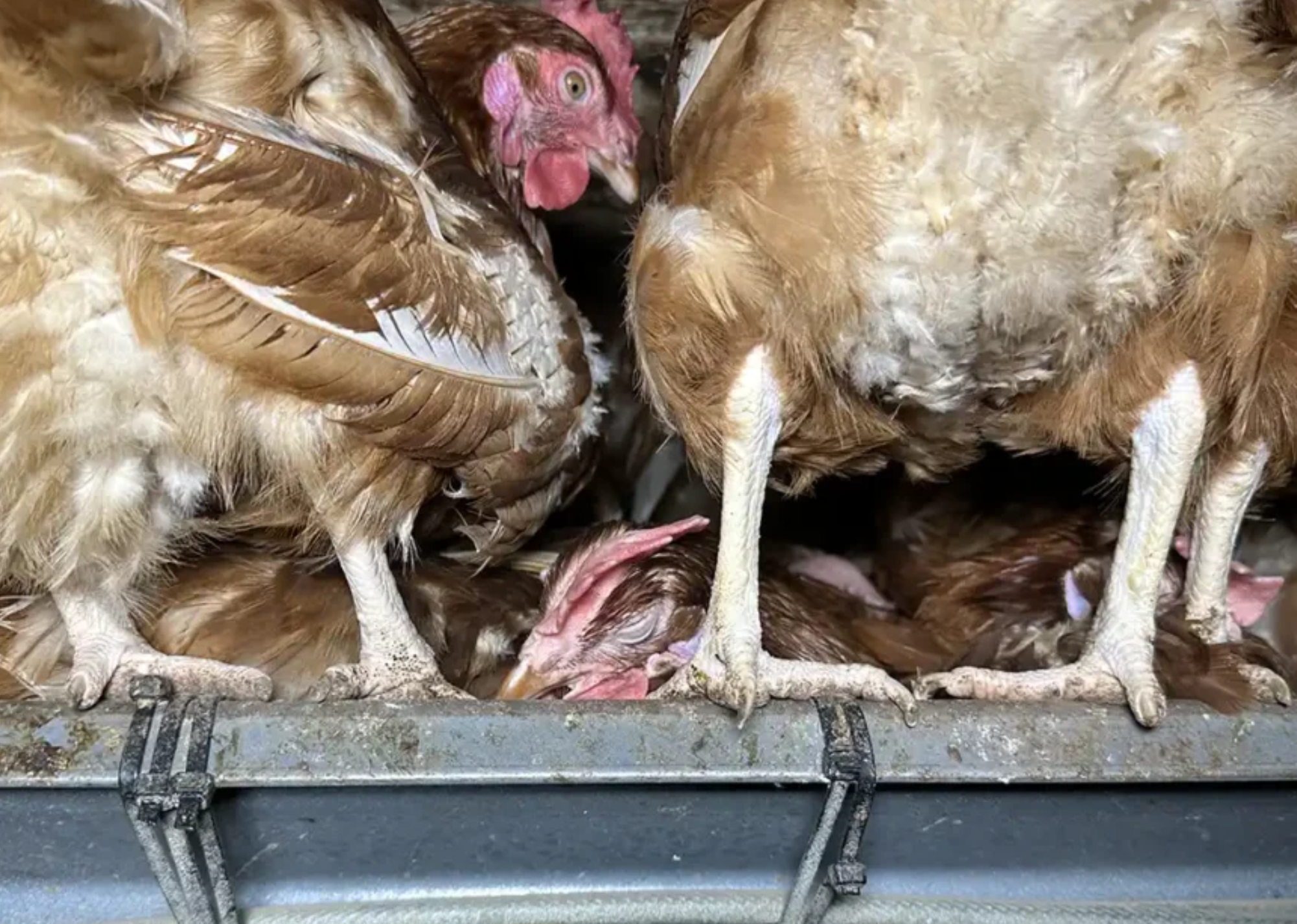 A group of chickens and a chick in a metal cage, possibly being transported or kept in storage.