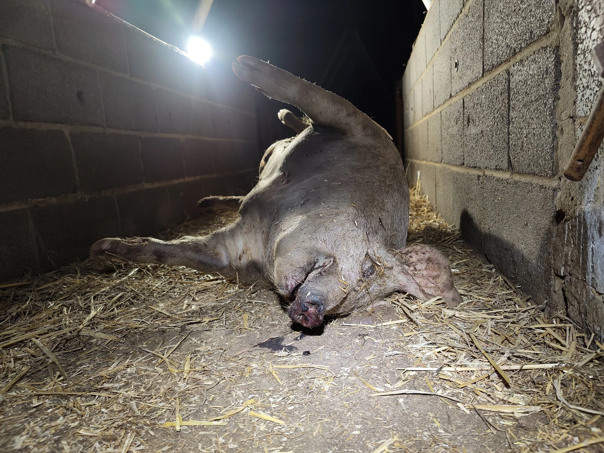 A dead pig lying on their side on a bed of straw inside a barn or pen.