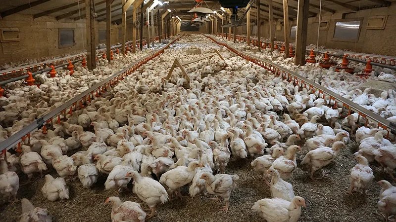 Inside an RSPCA Assured factory farm with a large number of white chickens
