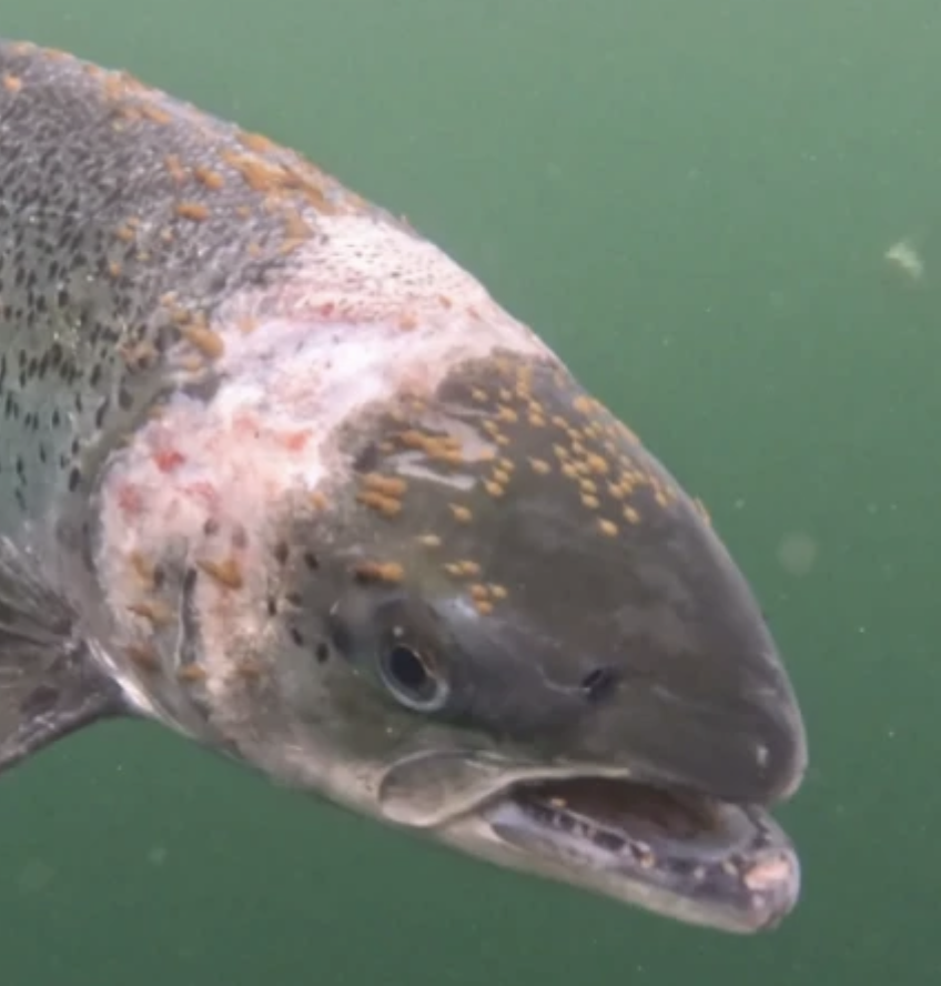 Close-up of a fish with spots and an open mouth swimming in green water.