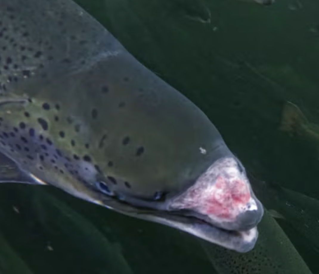 Close-up of a fish with a speckled pattern and a pinkish area near their mouth, resting on dark green aquatic plants.