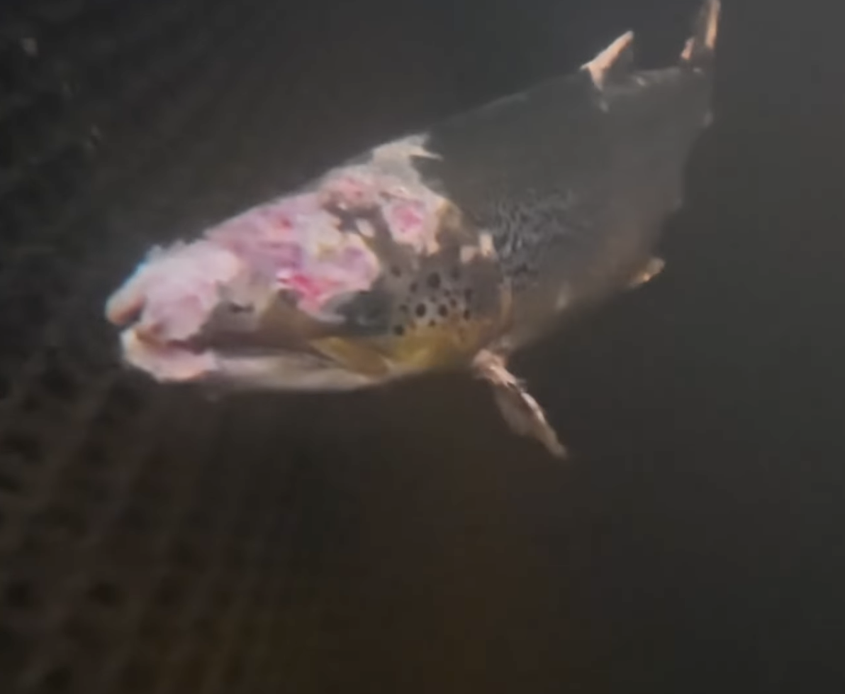A fish on the ocean floor with a pink and white coloration near their head.