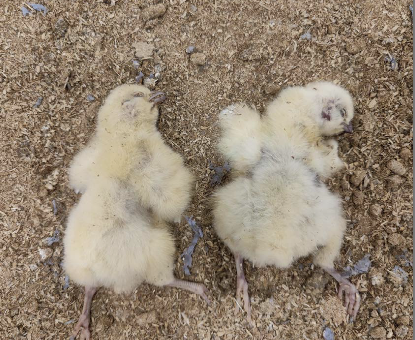 Two fluffy yellow baby chicks lying on a bed of wood shavings.