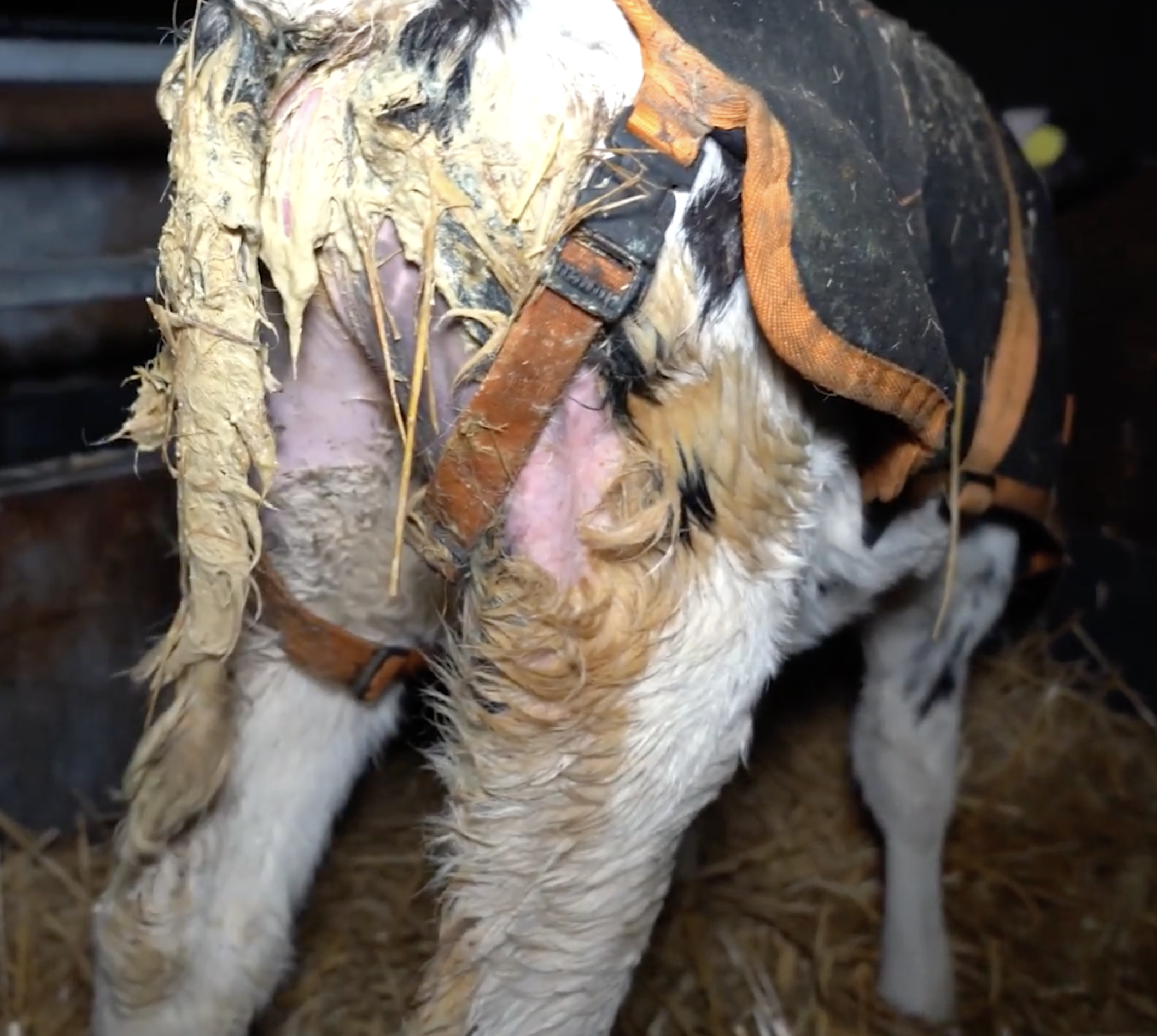 Close-up of a dirty cow wearing an orange harness, standing on a wooden floor.