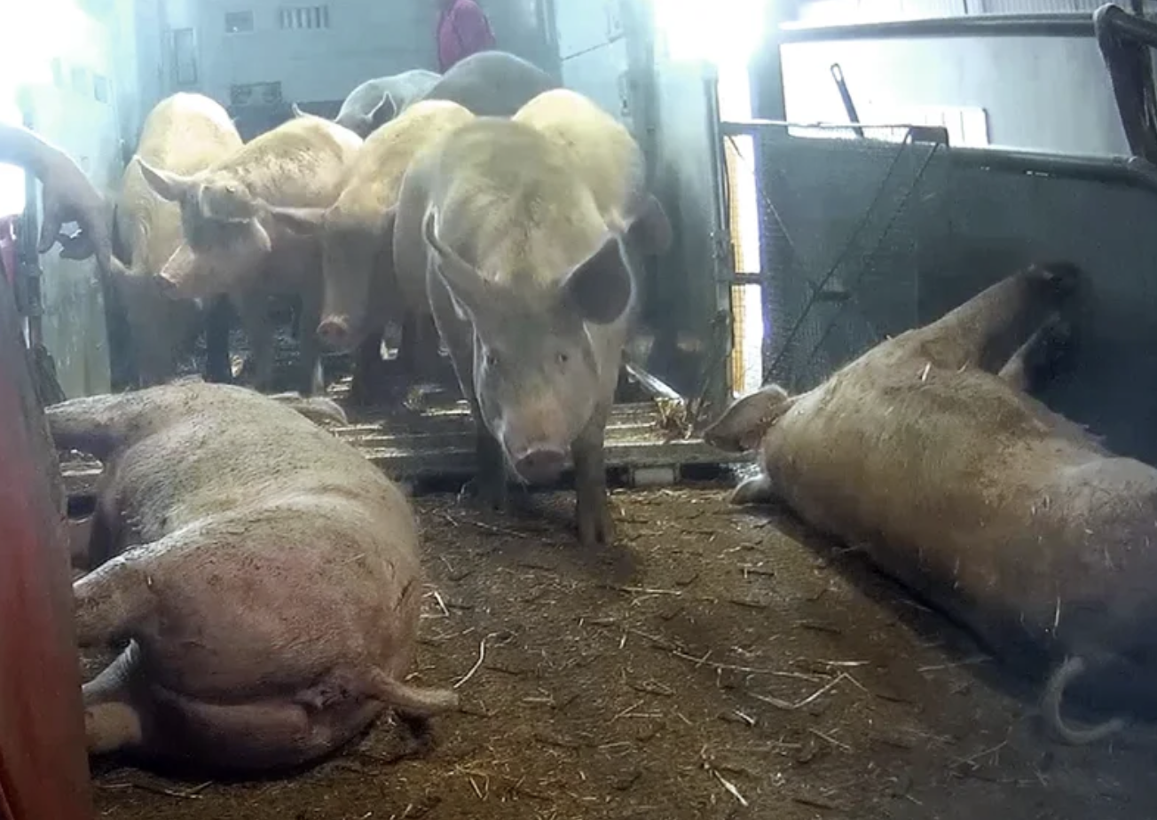 Several pigs, some lying down and some standing, inside a pen with dirt floor and a glass window in the background.