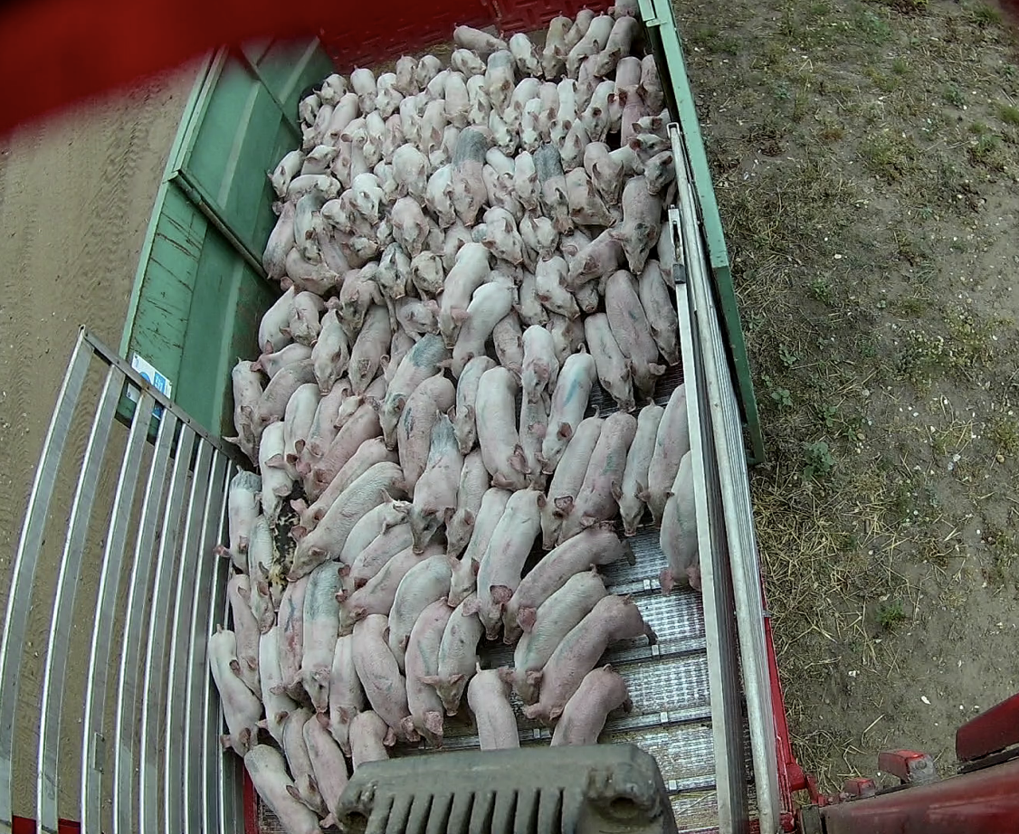 Trailer filled with numerous piglets on a farm.