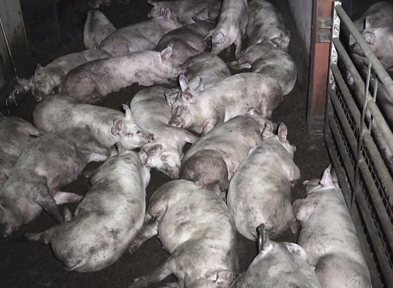 A group of pigs lying together on a dark manure-covered floor inside a pigsty, with some resting and others possibly sleeping.