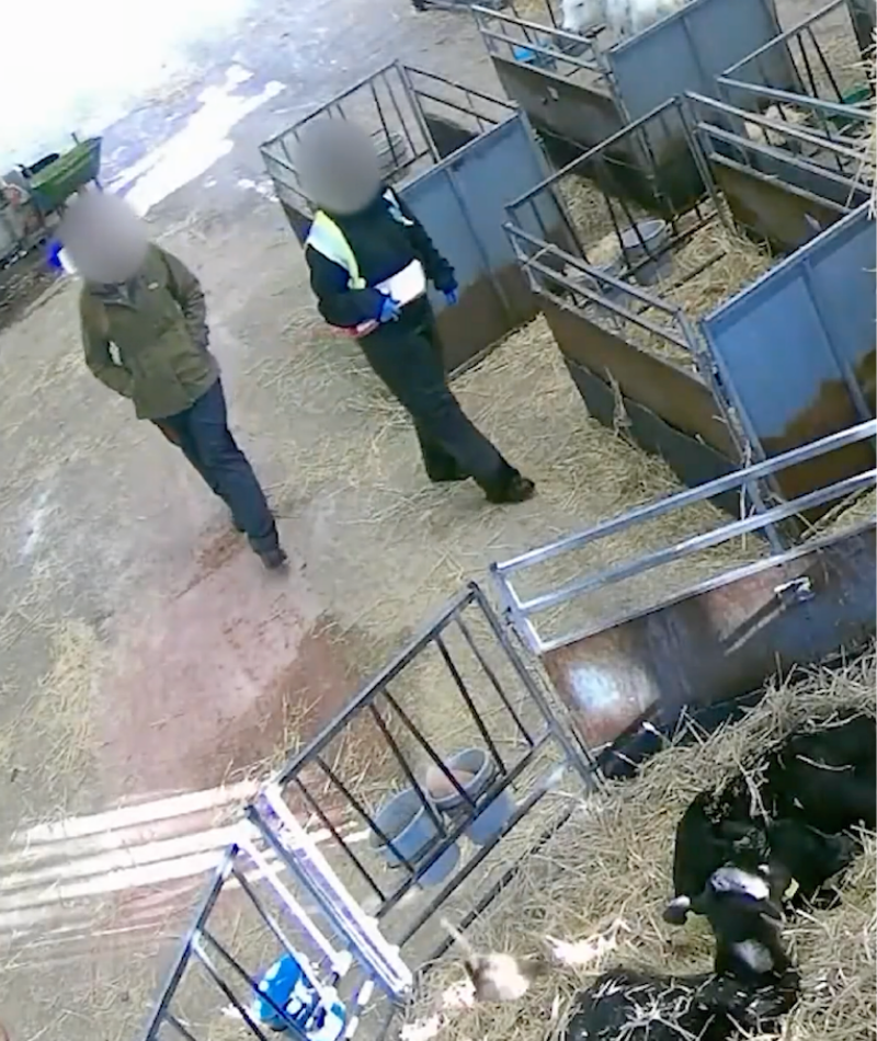 Two people in a farm or livestock facility, near calf pens and calves lying on hay. One person is holding a clipboard and the other has their hands in their pockets.