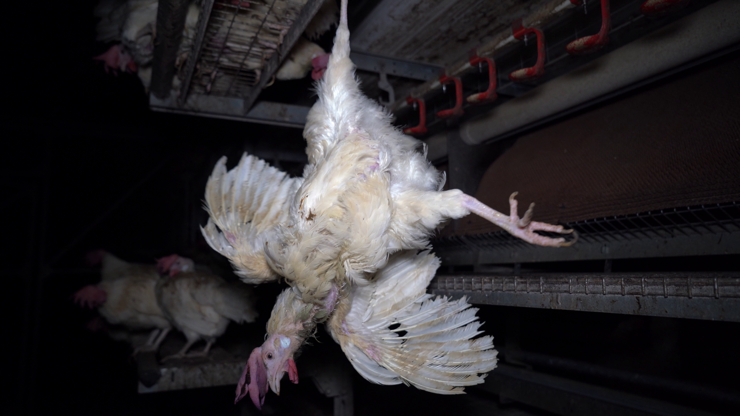 A chicken hanging upside down on a processing line in a slaughterhouse.