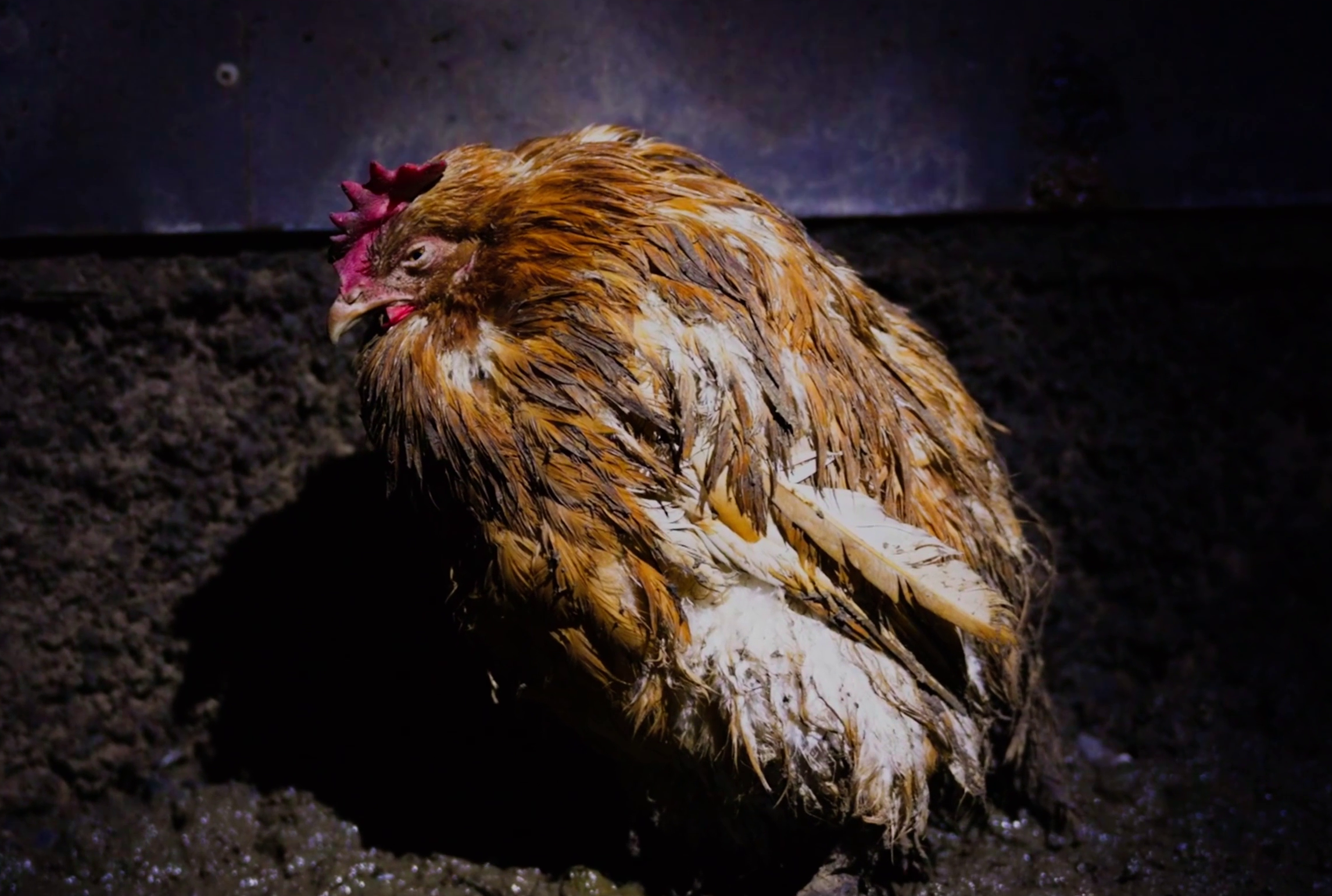 A close-up of a chicken with brown and white feathers, looking to the side against a dark background.