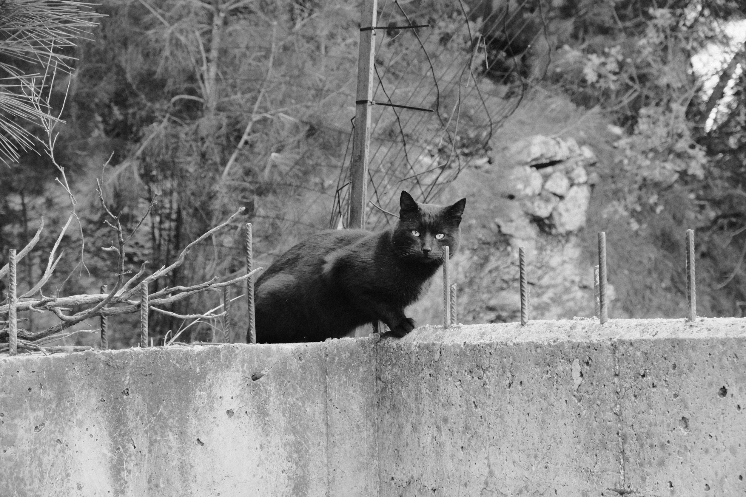 A black cat with piercing eyes sitting on a concrete ledge.