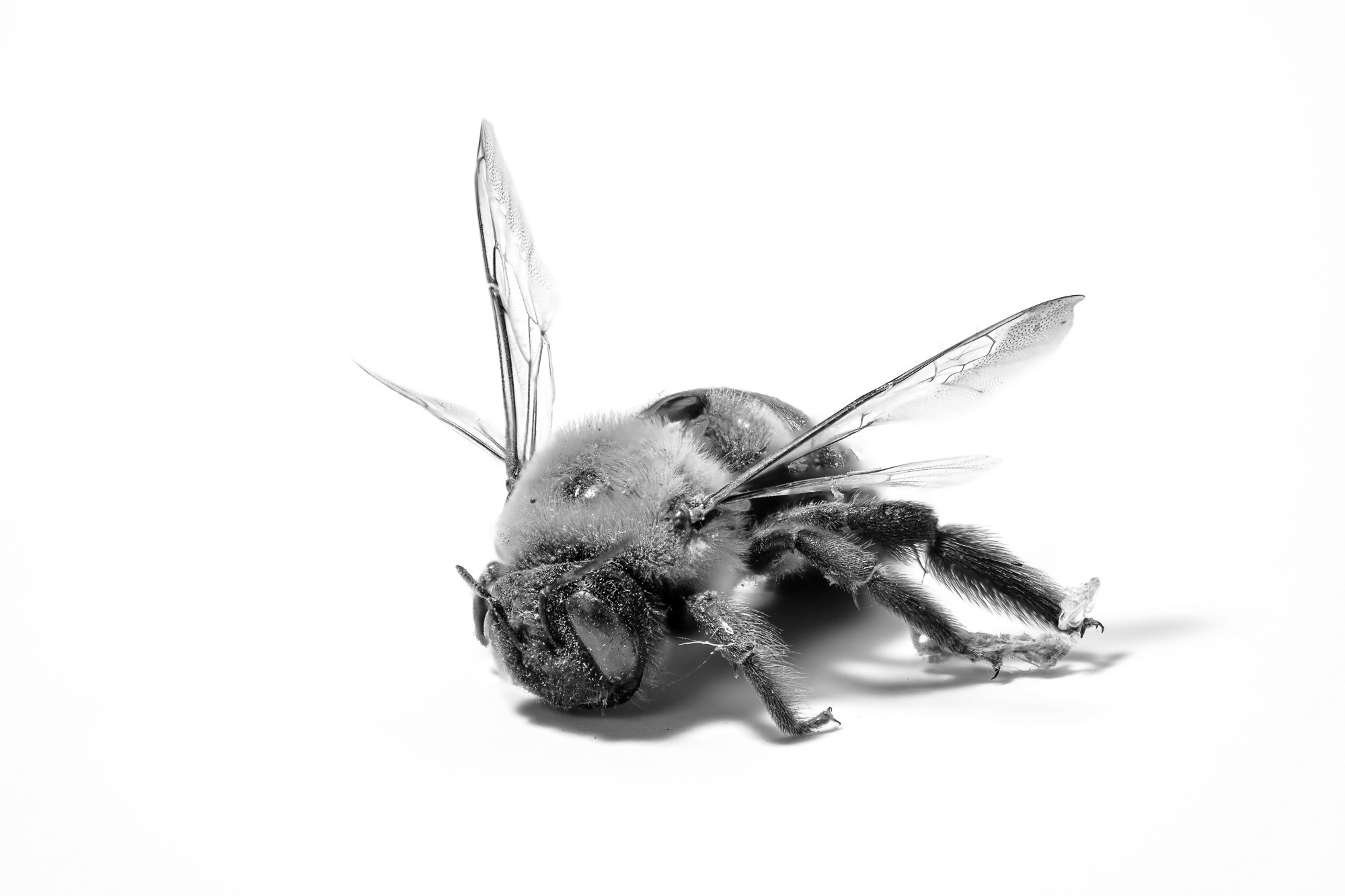 Close-up of a dead carpenter bee lying on a white surface, with detailed focus on its head, thorax, and wings.