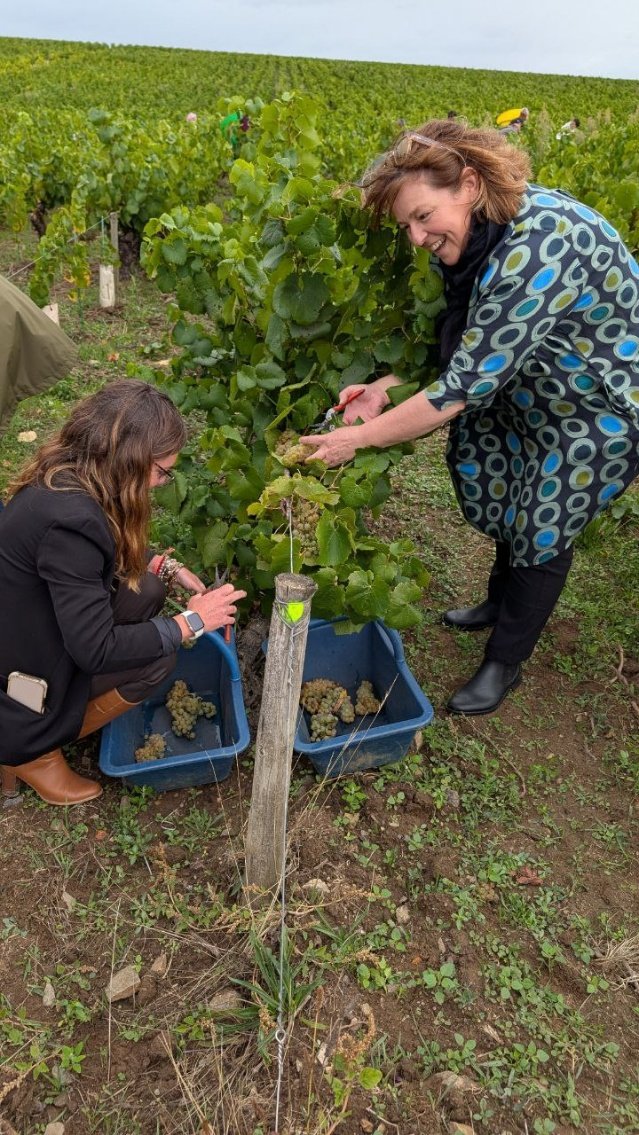 Vendanges avec le préfet au domaine Chéreau Carré