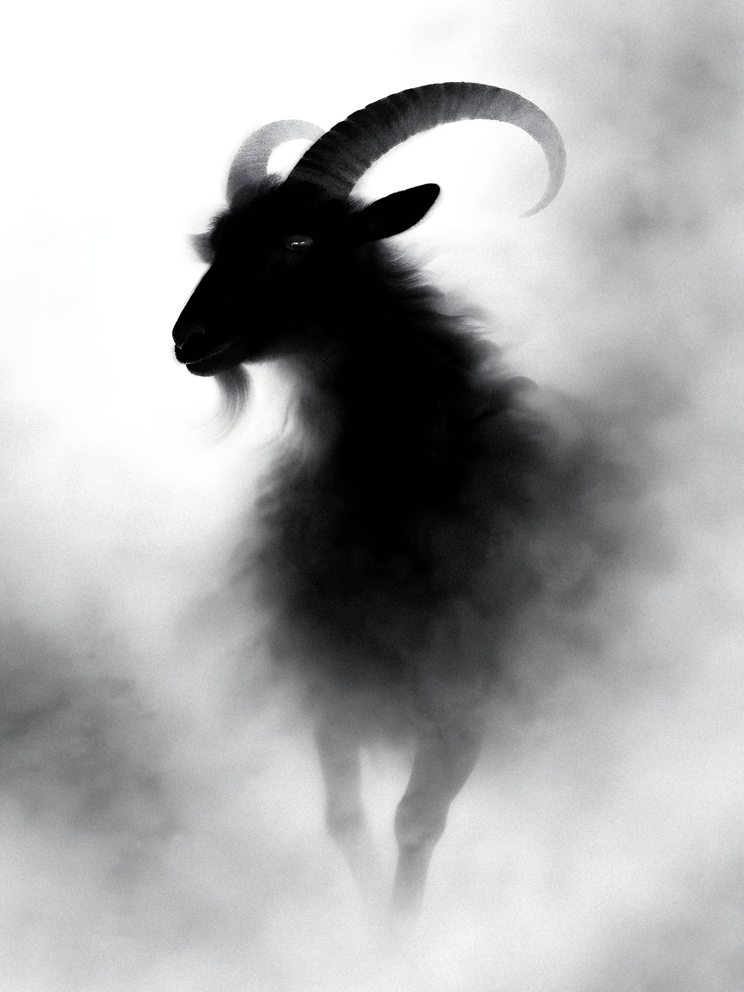 Misty Goat