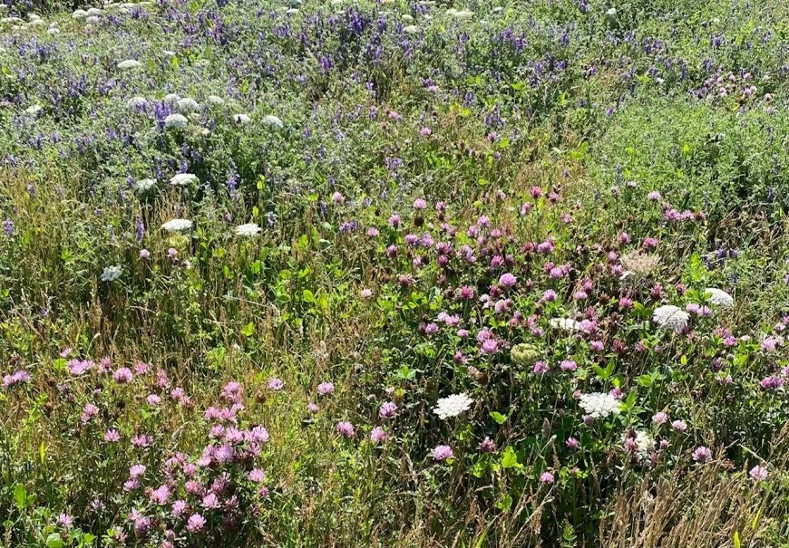 Outcomes of the UN Biodiversity Summit