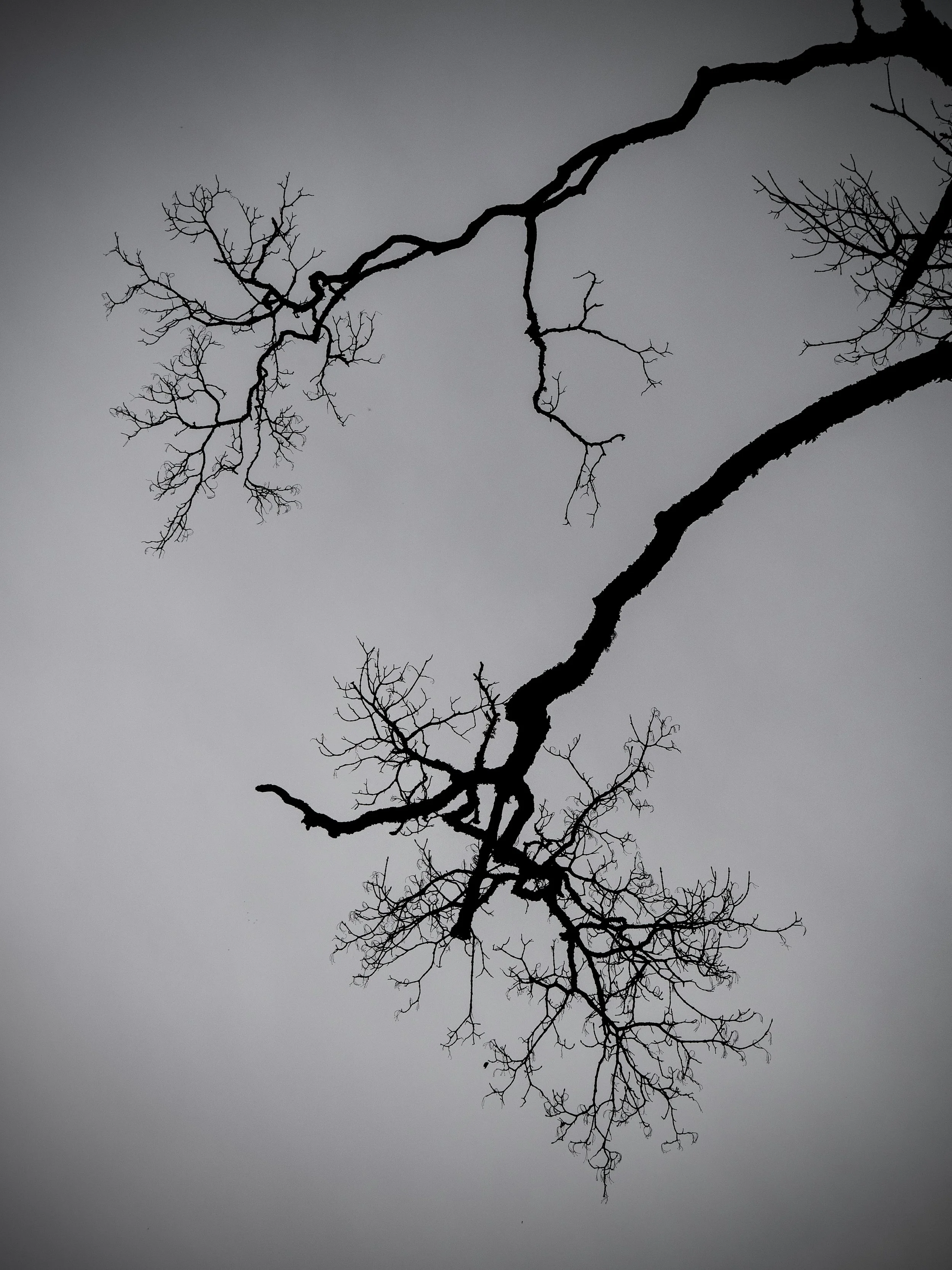 Seasonal Observations:   Winter Trees