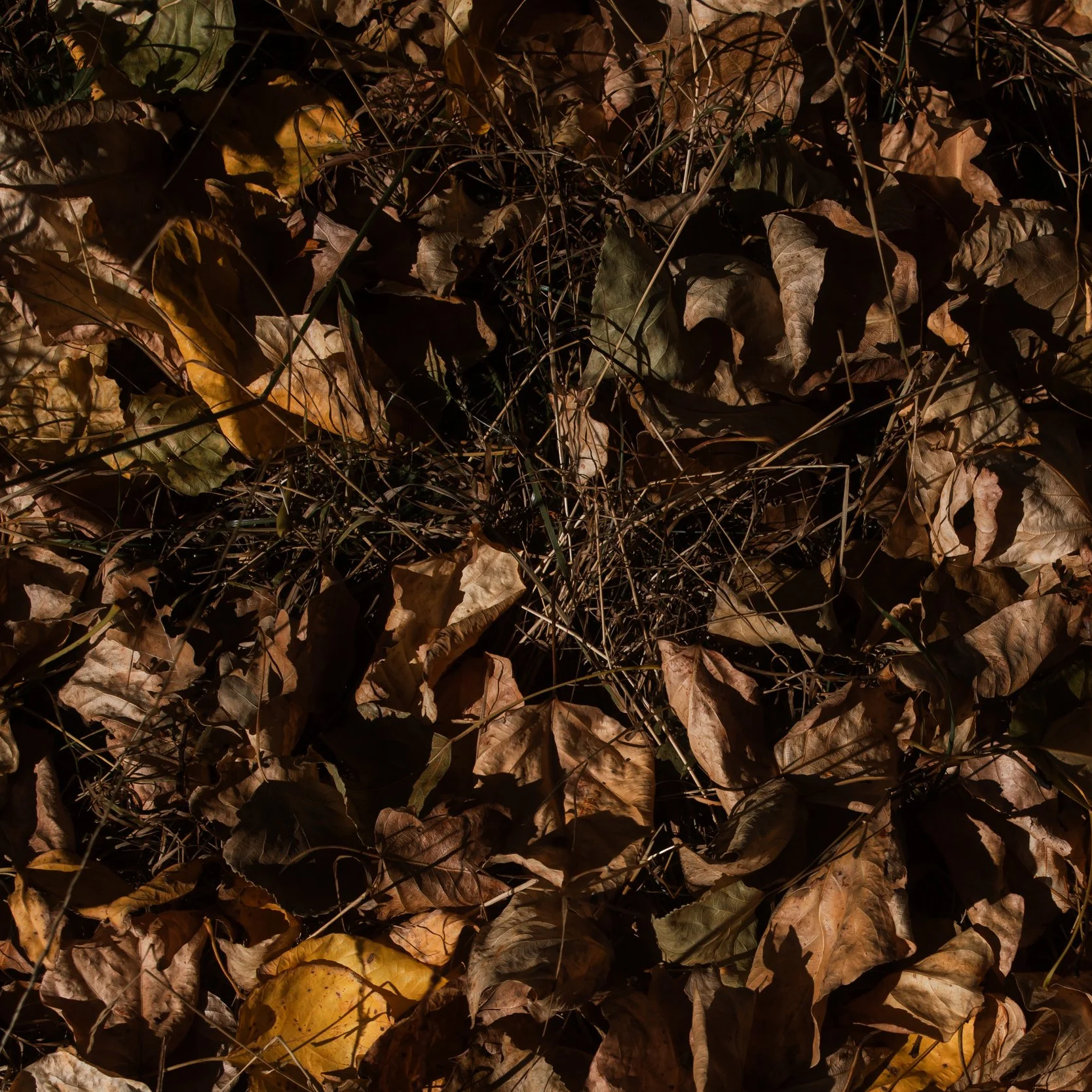 Close-up of a pile of dry, brown fallen leaves and grass on the ground, with shadows cast across them.