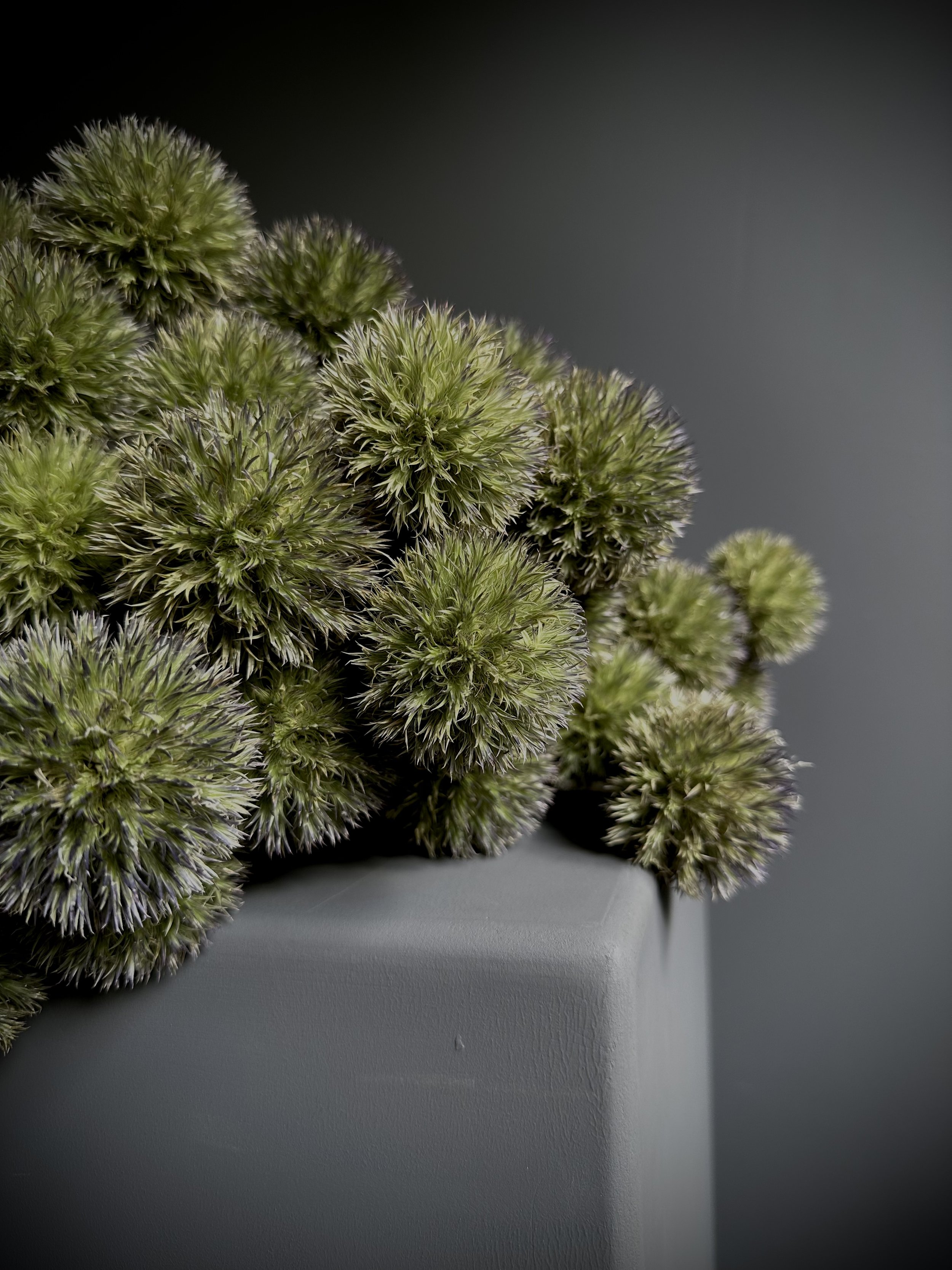 Cluster of unusual sculptural Erynigum flowers