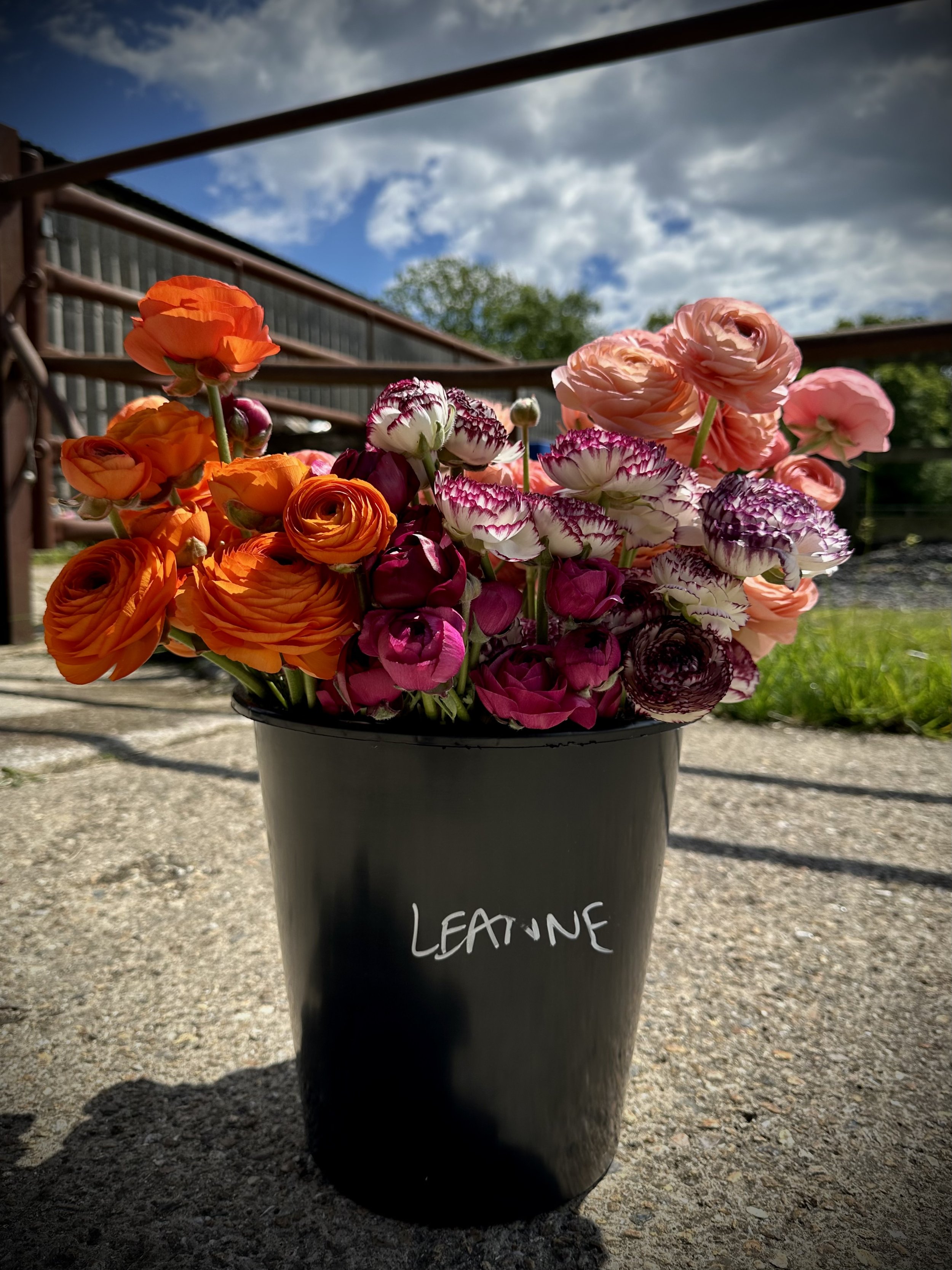 Bucket of flower farmer seasonal British grown Ranunculus